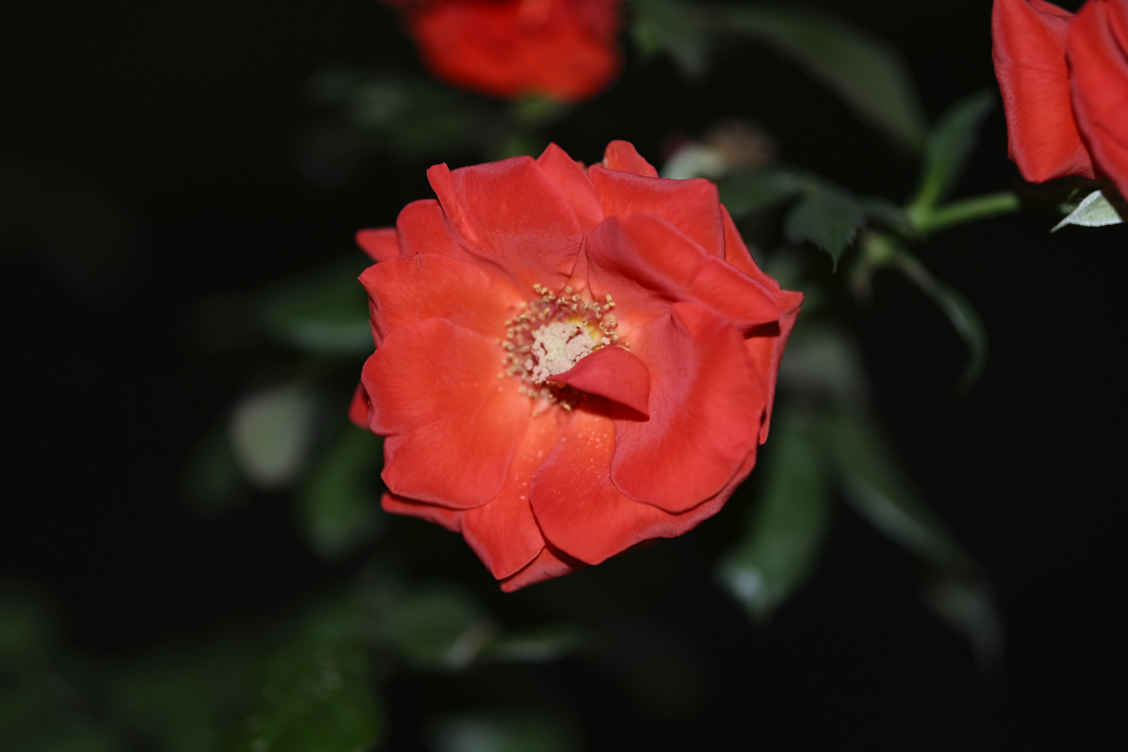 Fiore di rosa rossa vibrante che sboccia di notte