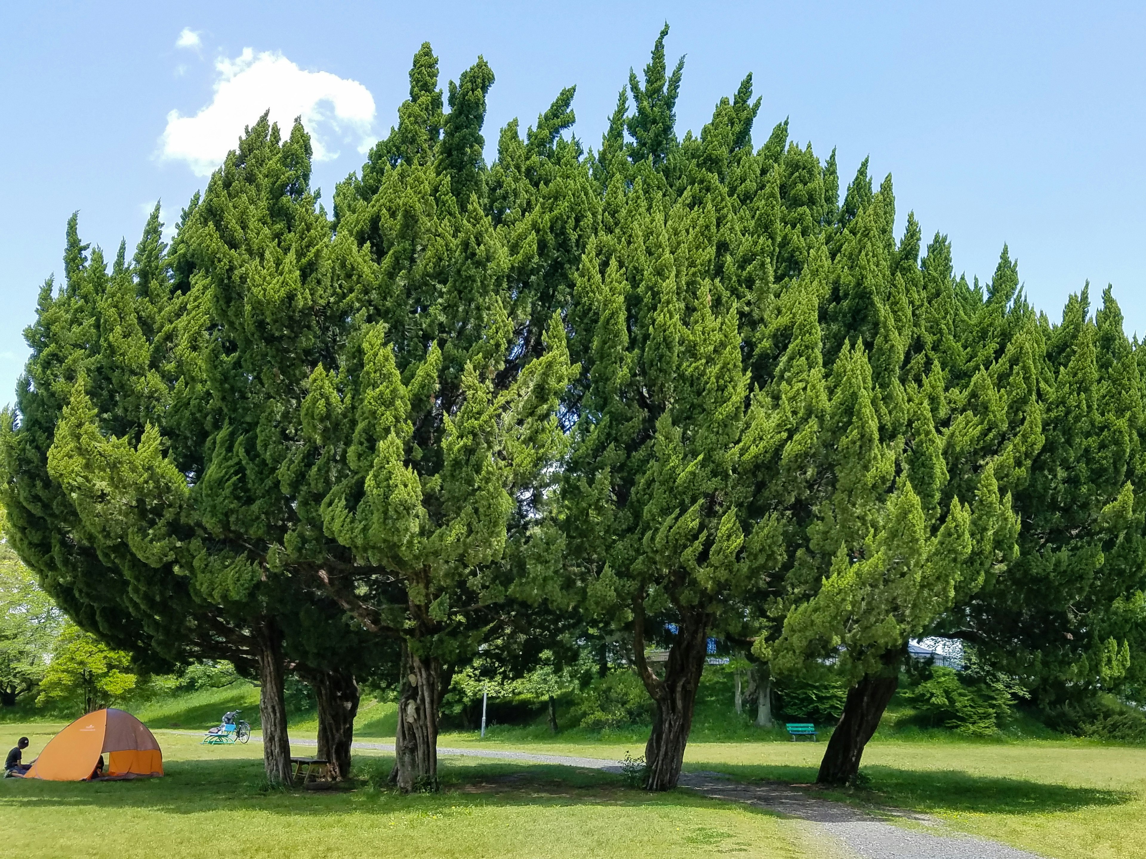 緑豊かな木々が集まっている風景とオレンジ色のテント