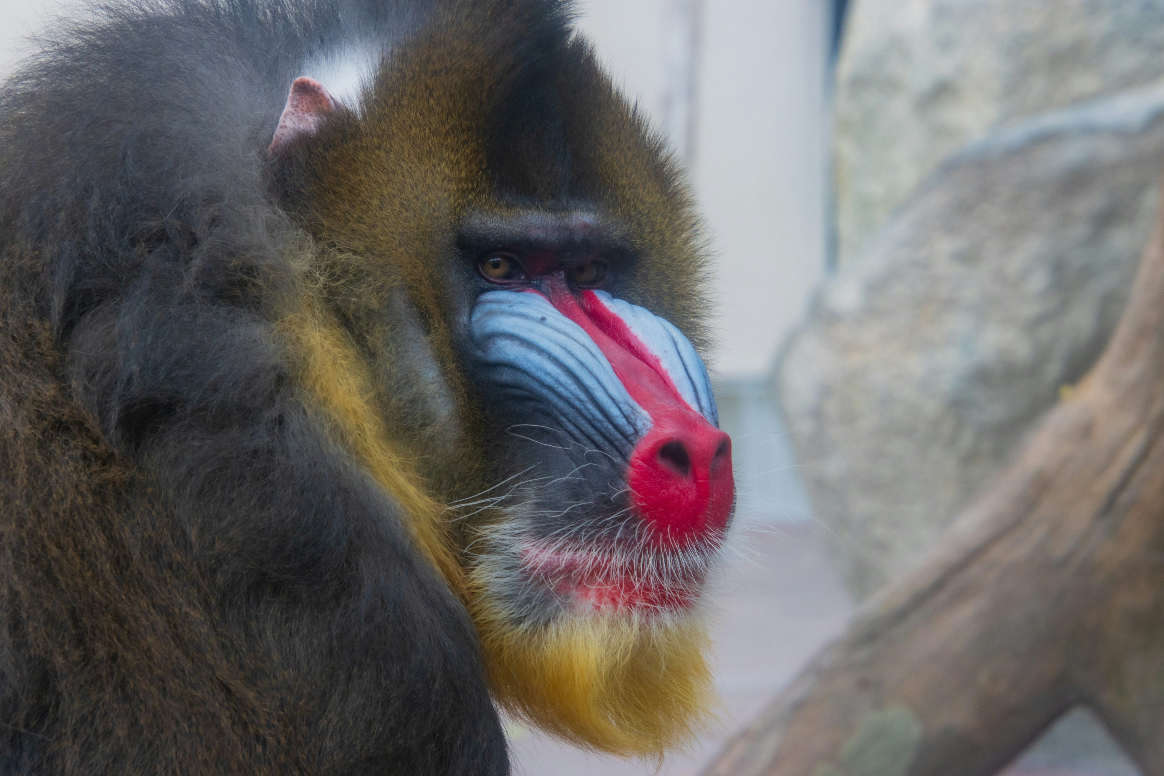 Imagen en primer plano de un mandril con colores faciales vibrantes