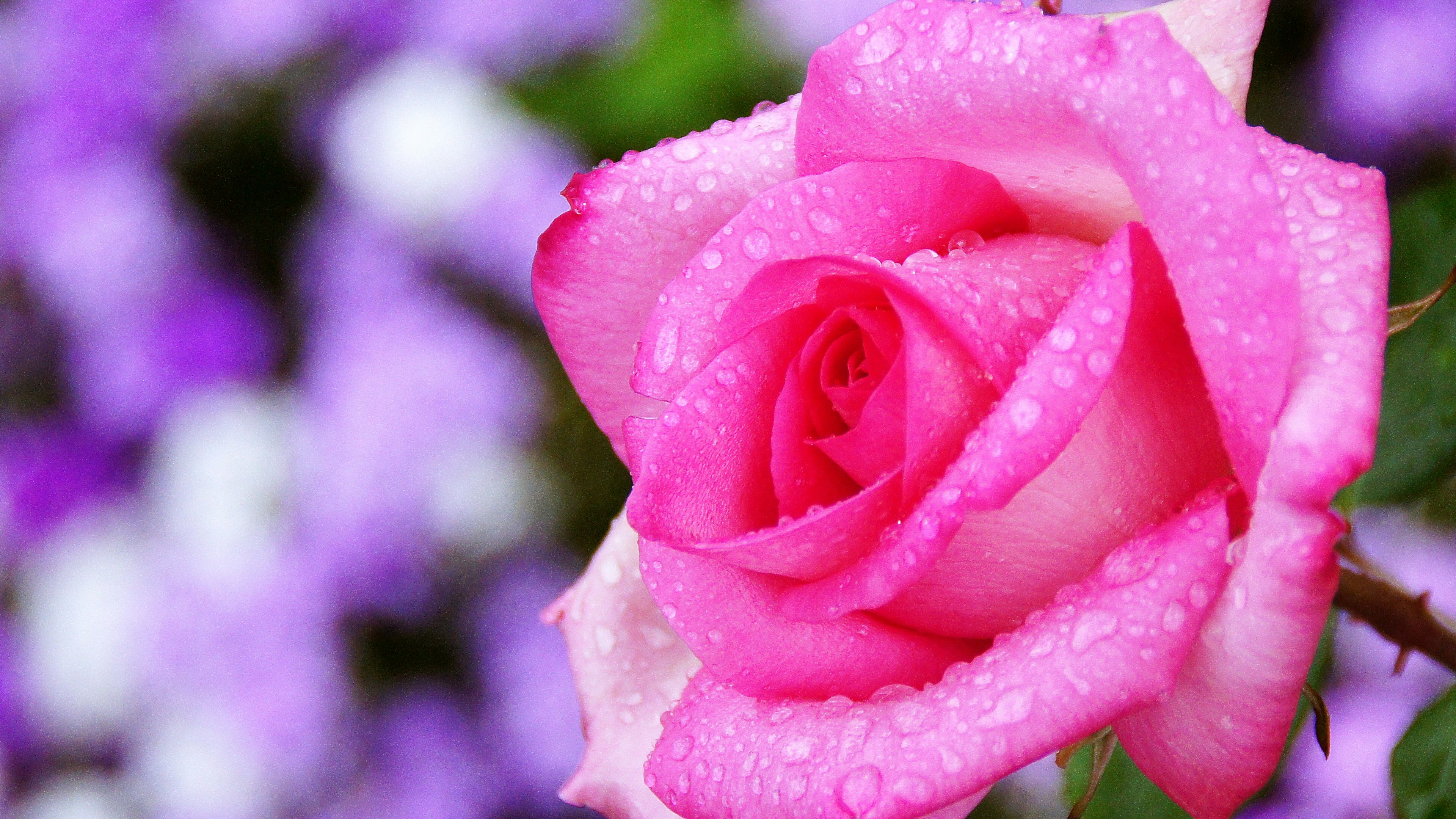 Nahaufnahme einer schönen rosa Rose mit Wassertropfen