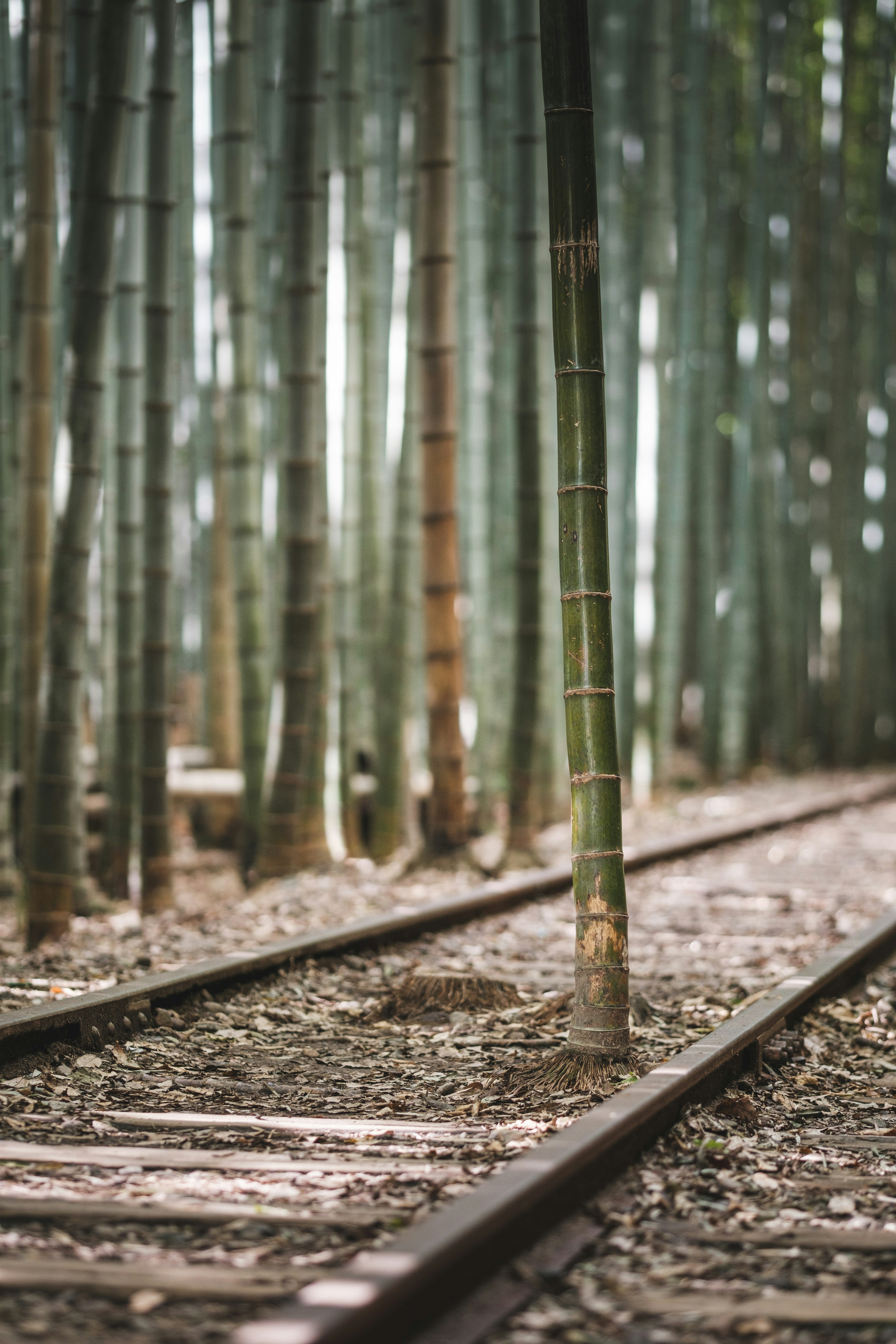 Rails de chemin de fer traversant une forêt de bambous avec de grands chaumes de bambou