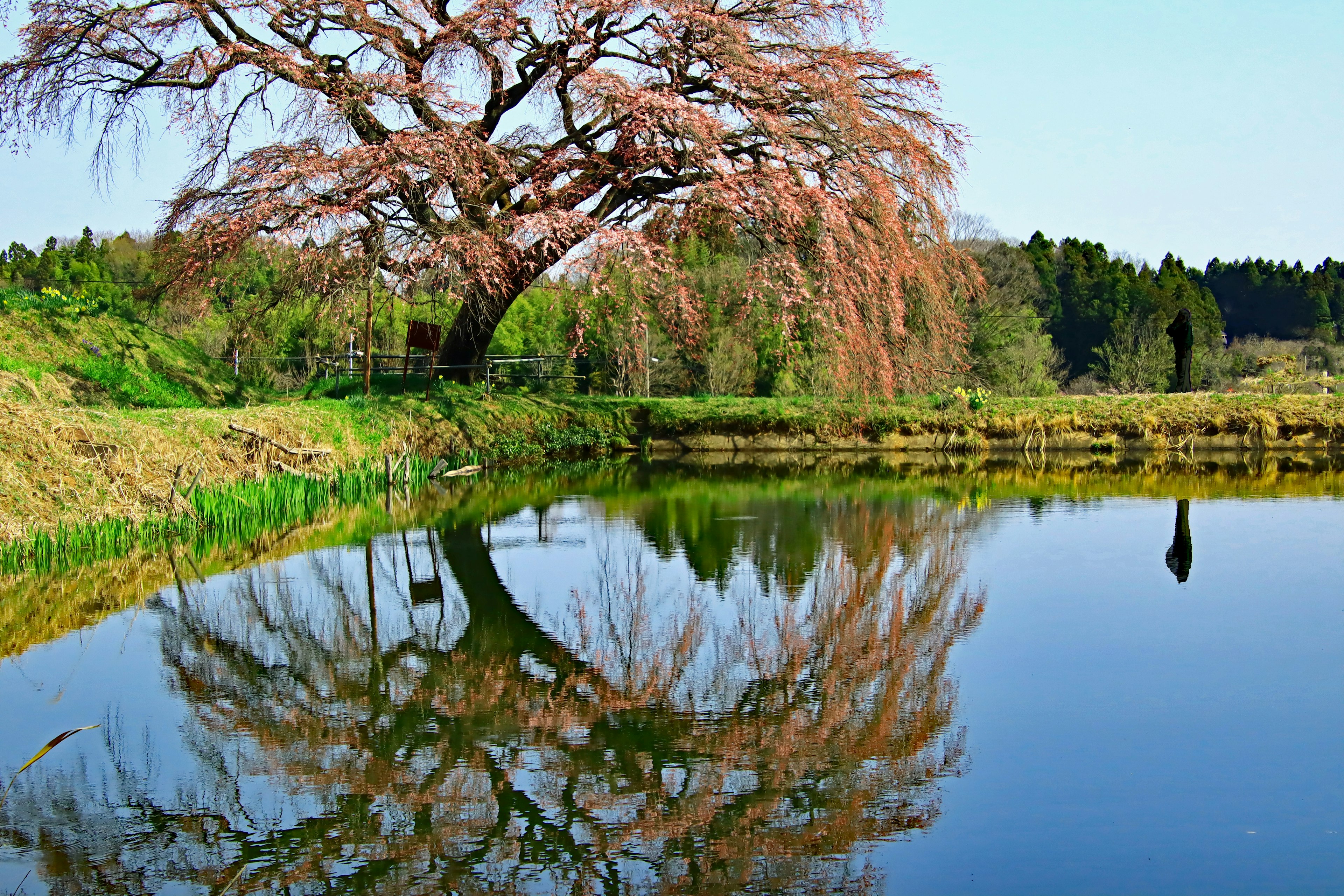 Arbre de cerisier reflété dans l'eau calme avec une végétation luxuriante