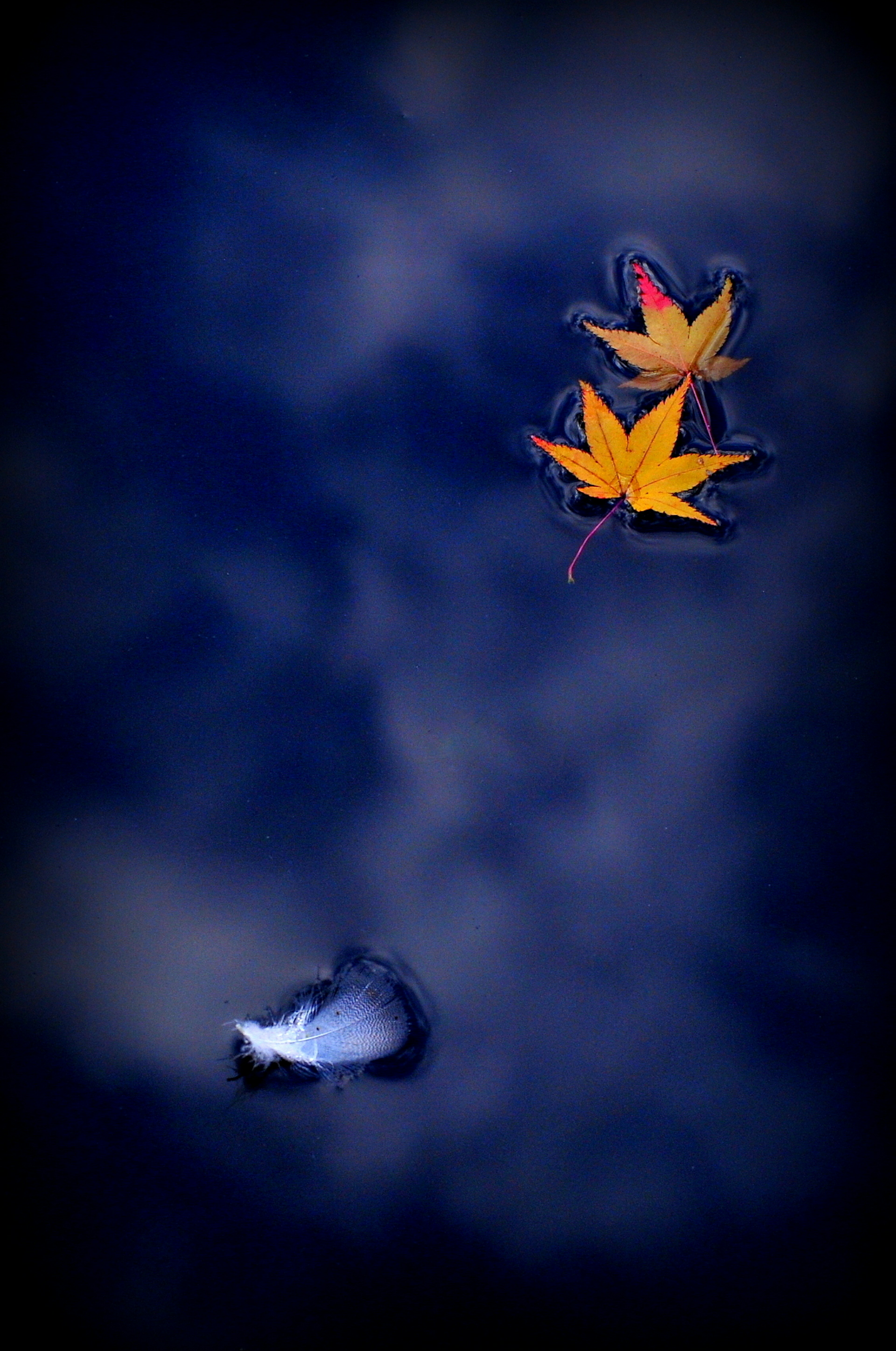 Yellow autumn leaves floating on a blue background with a white fish