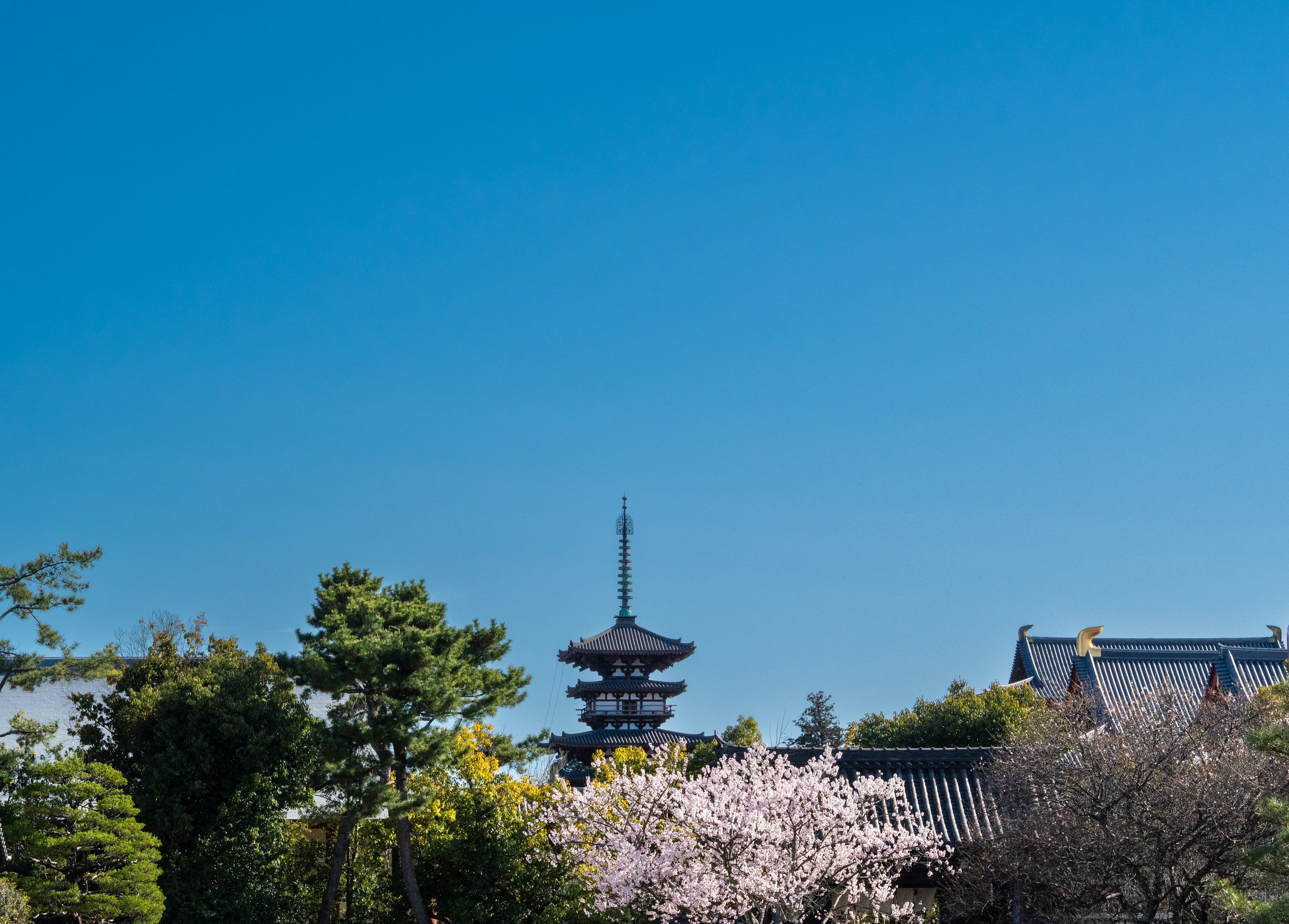 Eine malerische Ansicht mit Kirschbäumen und traditioneller japanischer Architektur unter einem klaren blauen Himmel