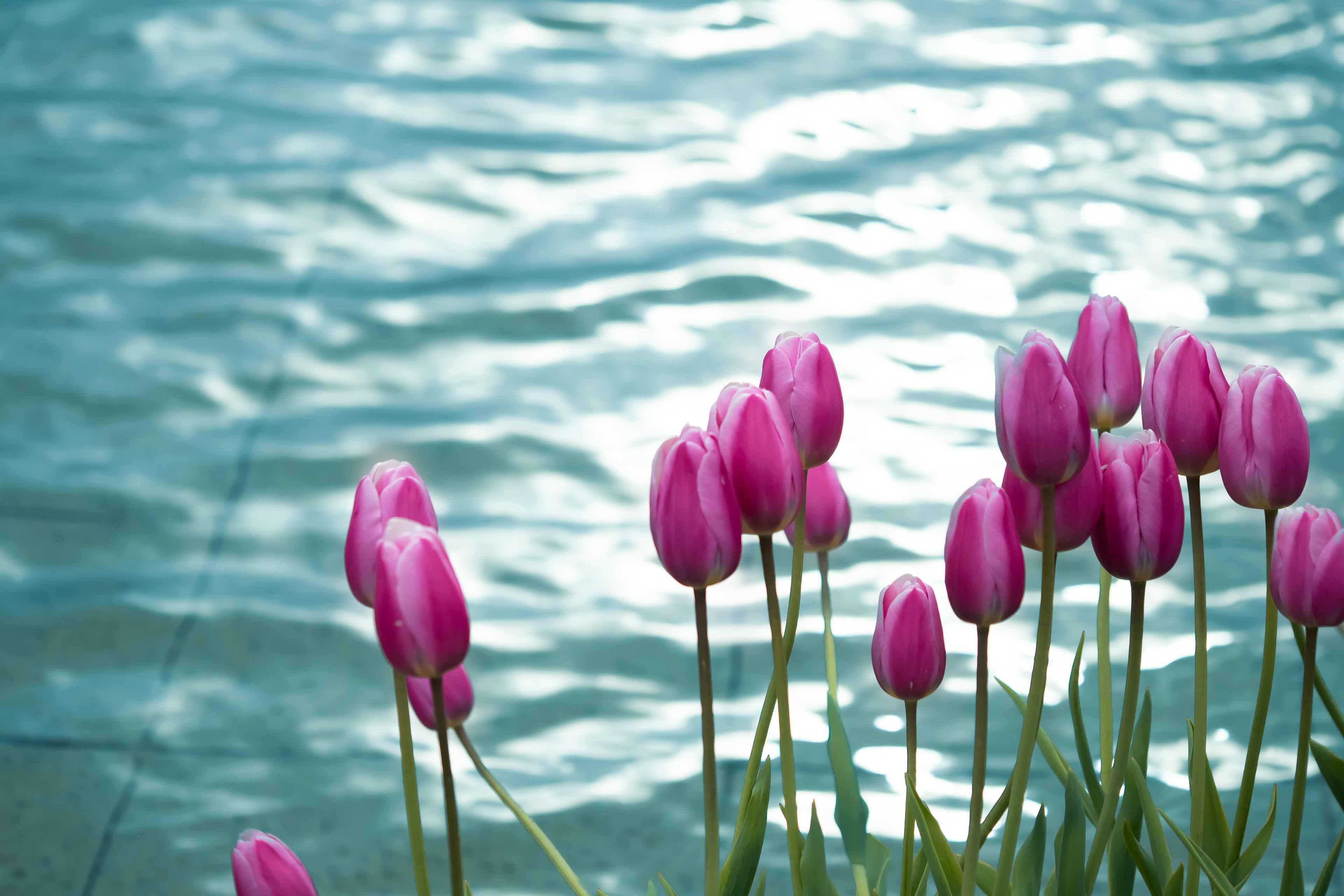 Pink tulips blooming near a shimmering water surface