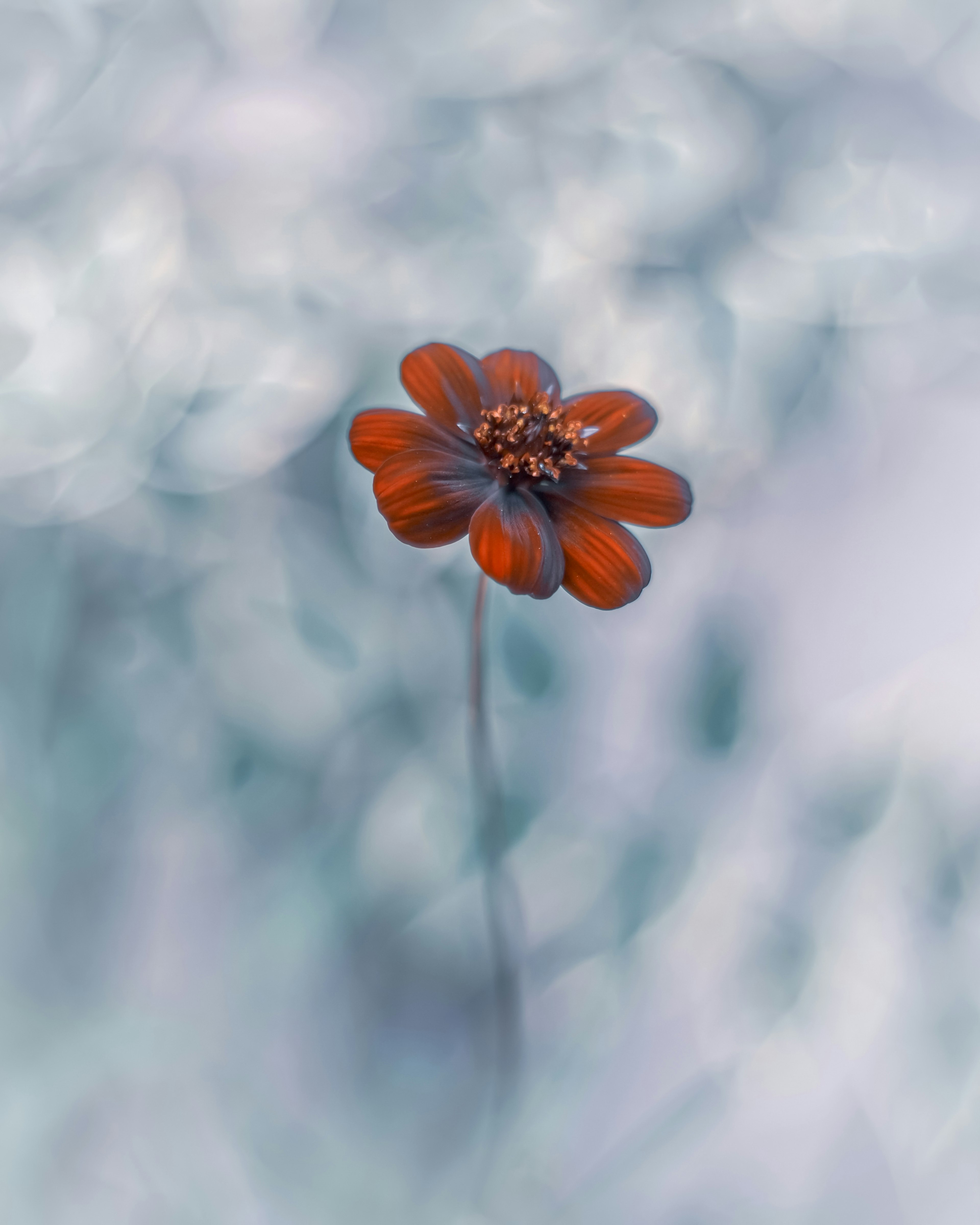 Nahaufnahme einer orangefarbenen Blume vor blauem Hintergrund