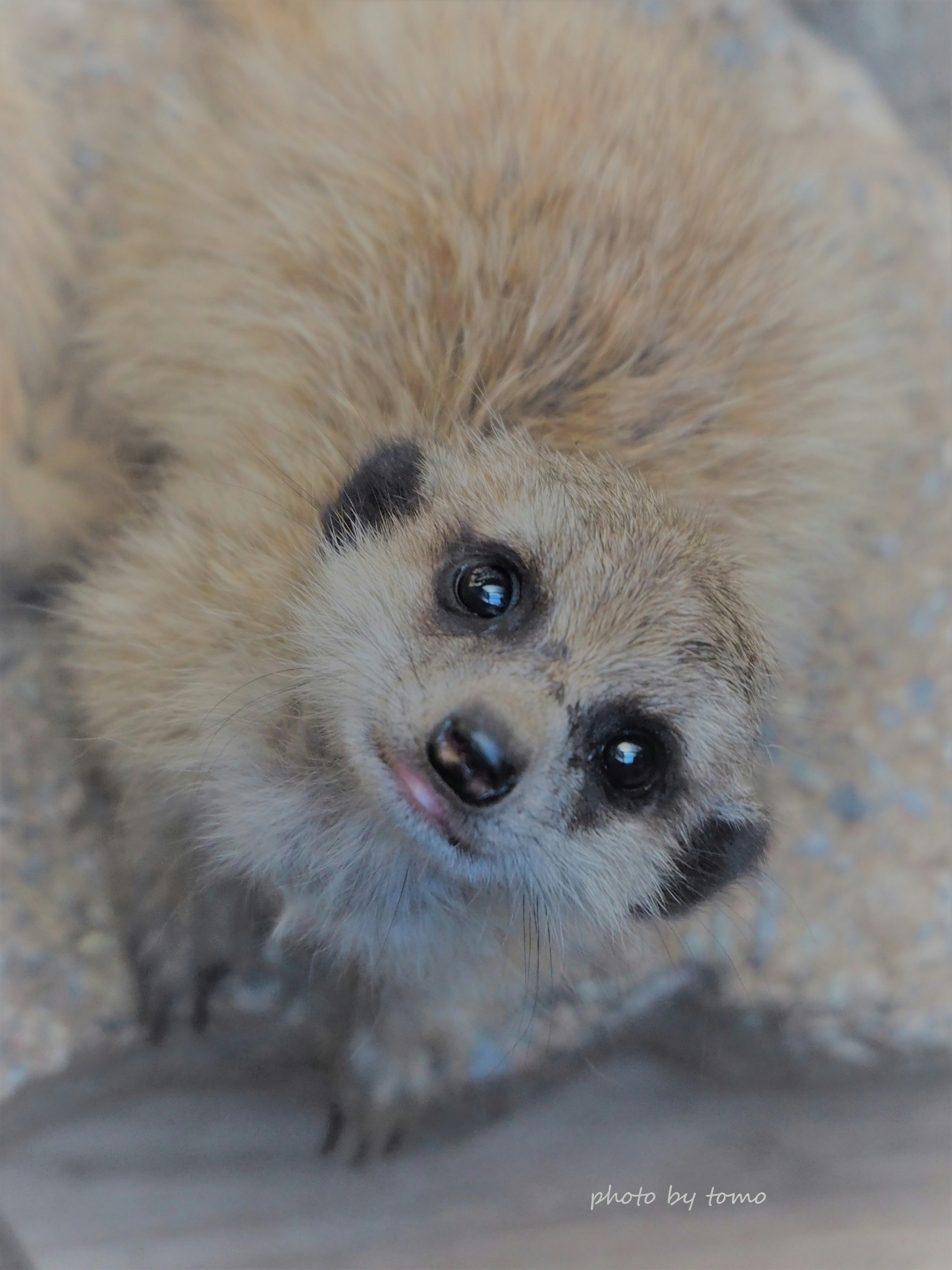 Ein kleiner flauschiger Manguste, der zur Kamera schaut