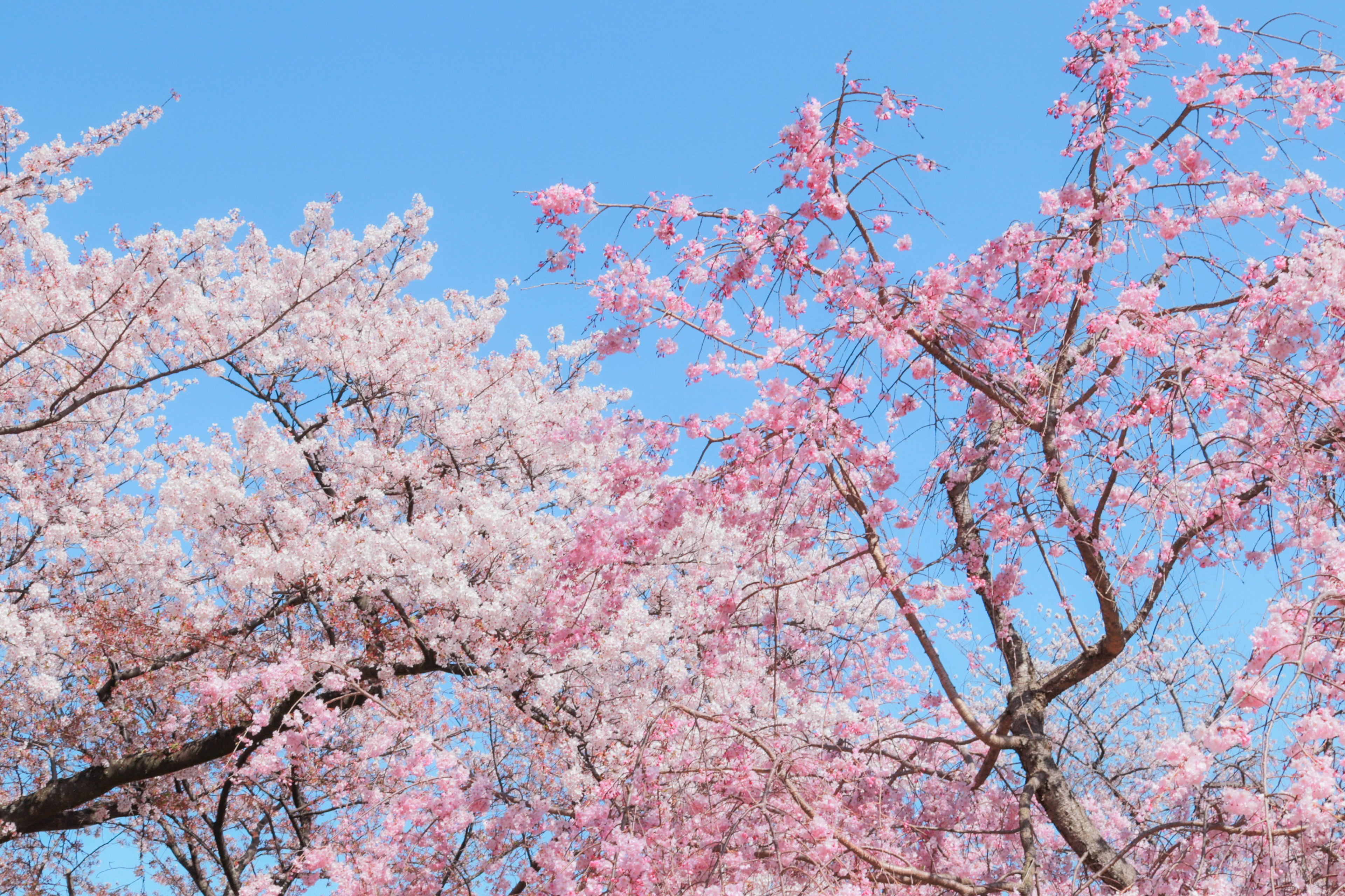 Schöne Aussicht auf Kirschblüten unter blauem Himmel