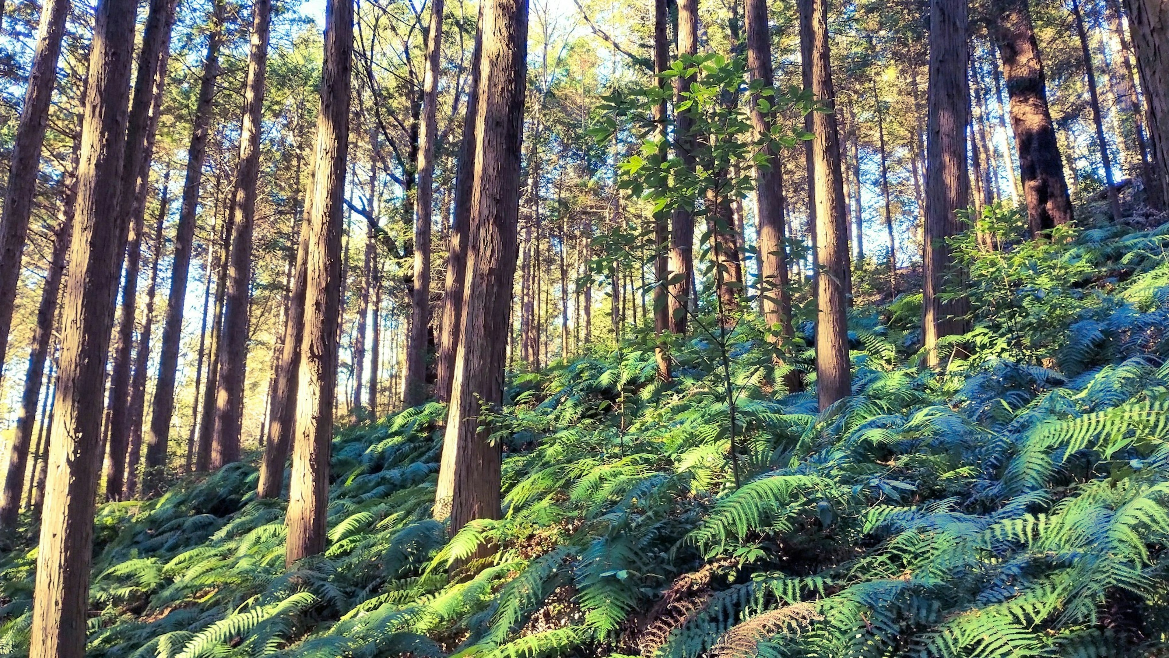 緑豊かなシダ植物と高い木々が広がる森林の風景