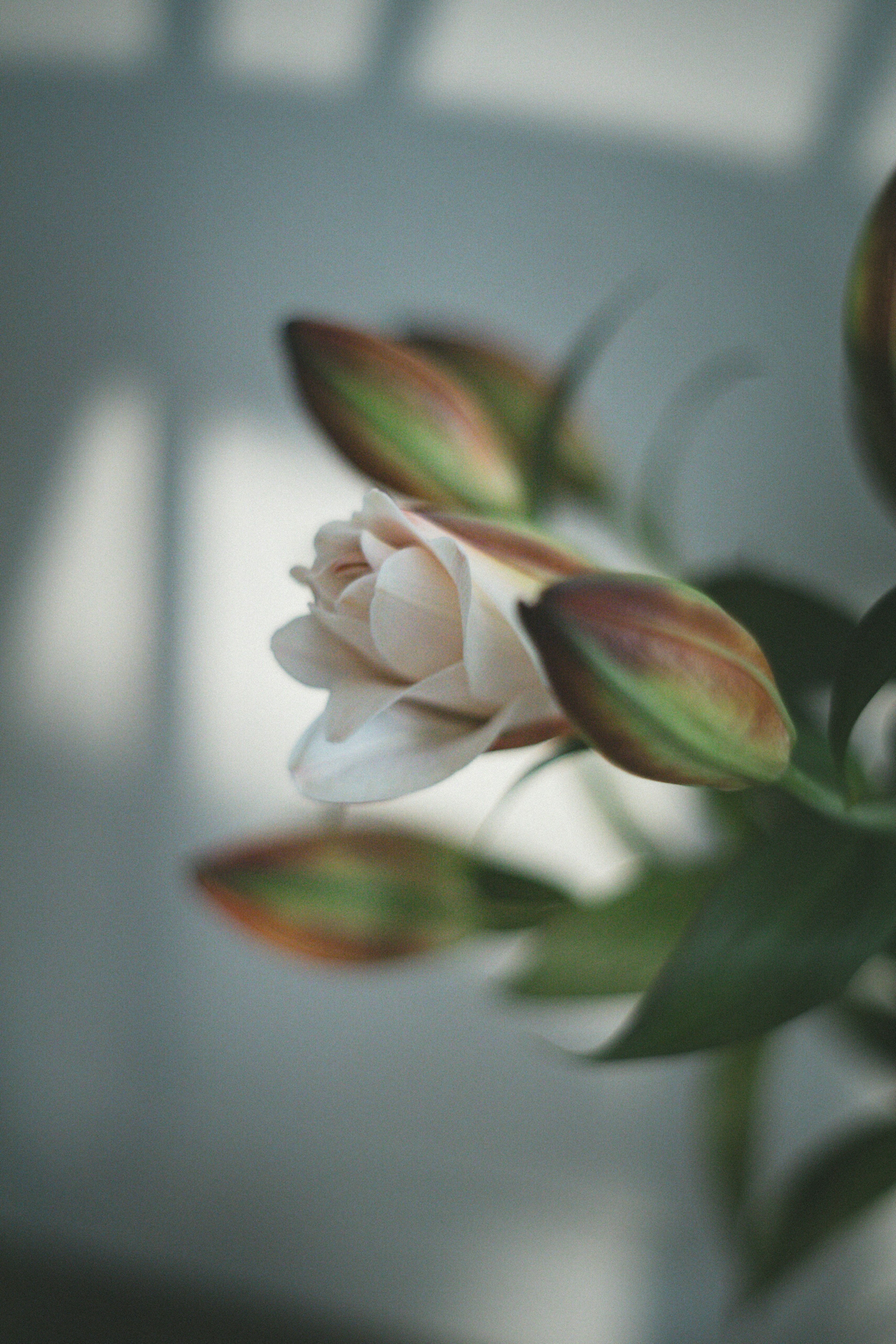 Sanfte Rosenblüte und Knospen in einem schönen Stilllebenfoto festgehalten