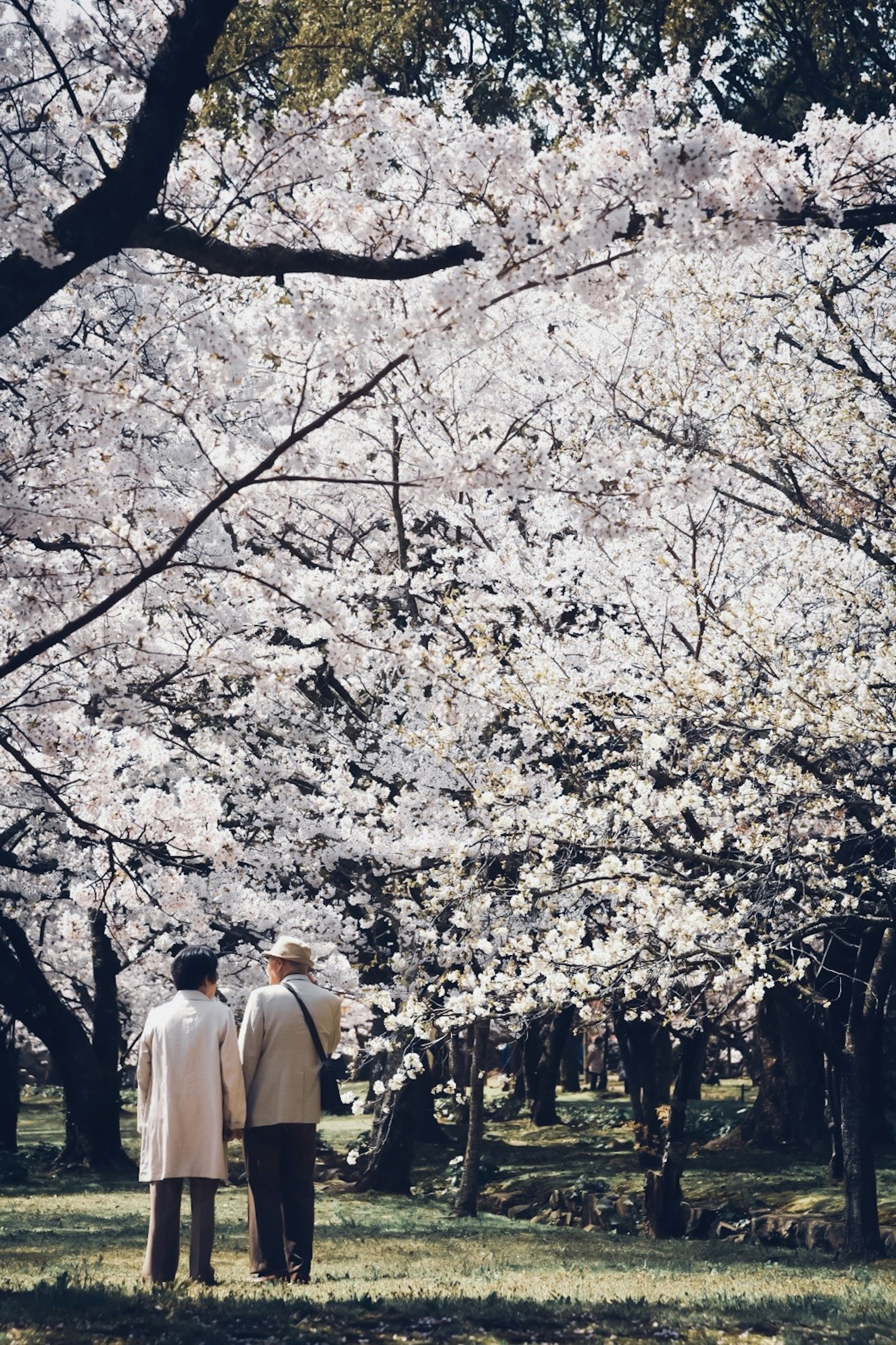 Coppia che sta sotto gli alberi di ciliegio in fiore