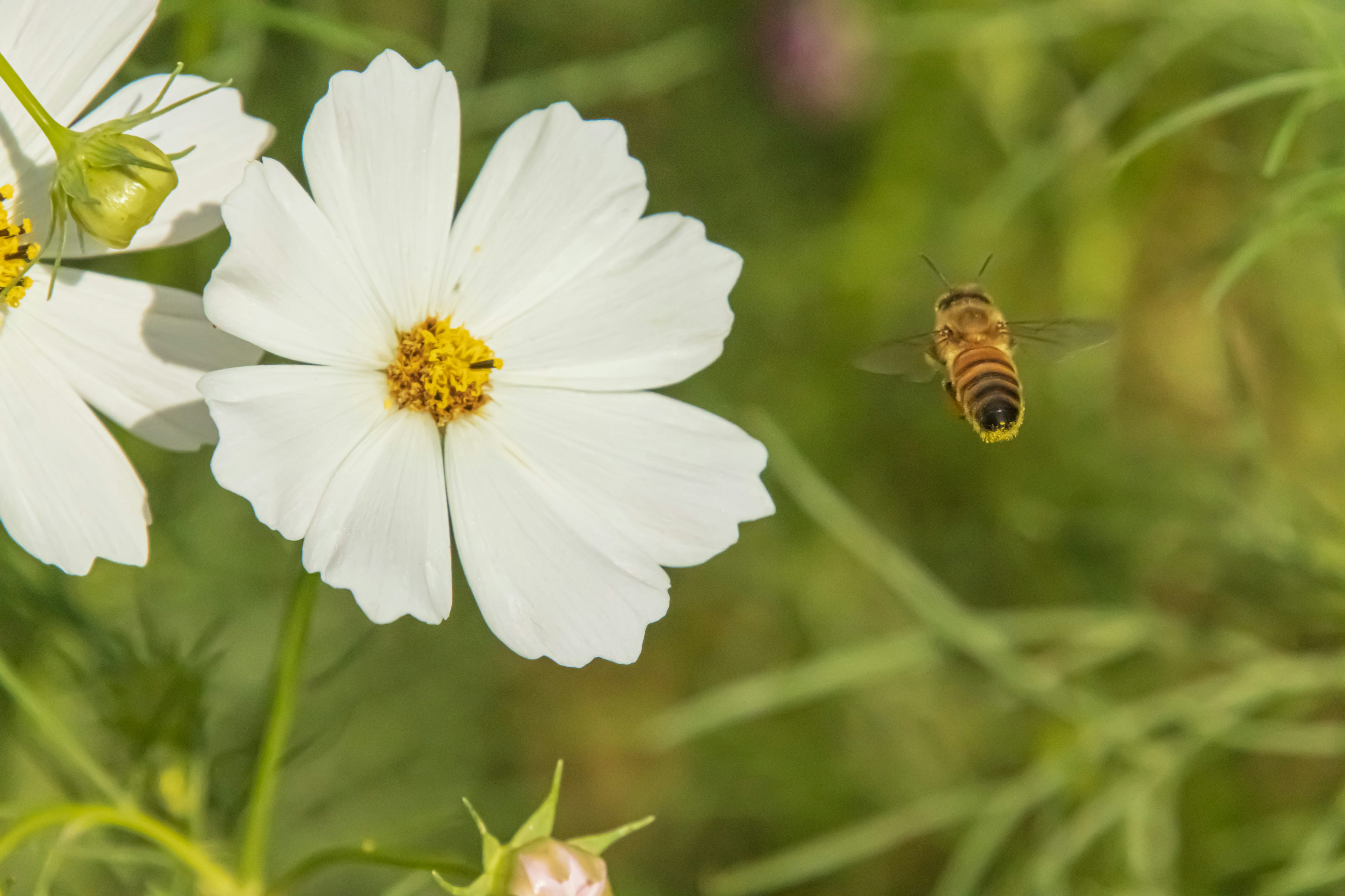 Primer plano de flores de cosmos blancas con una abeja flotando cerca