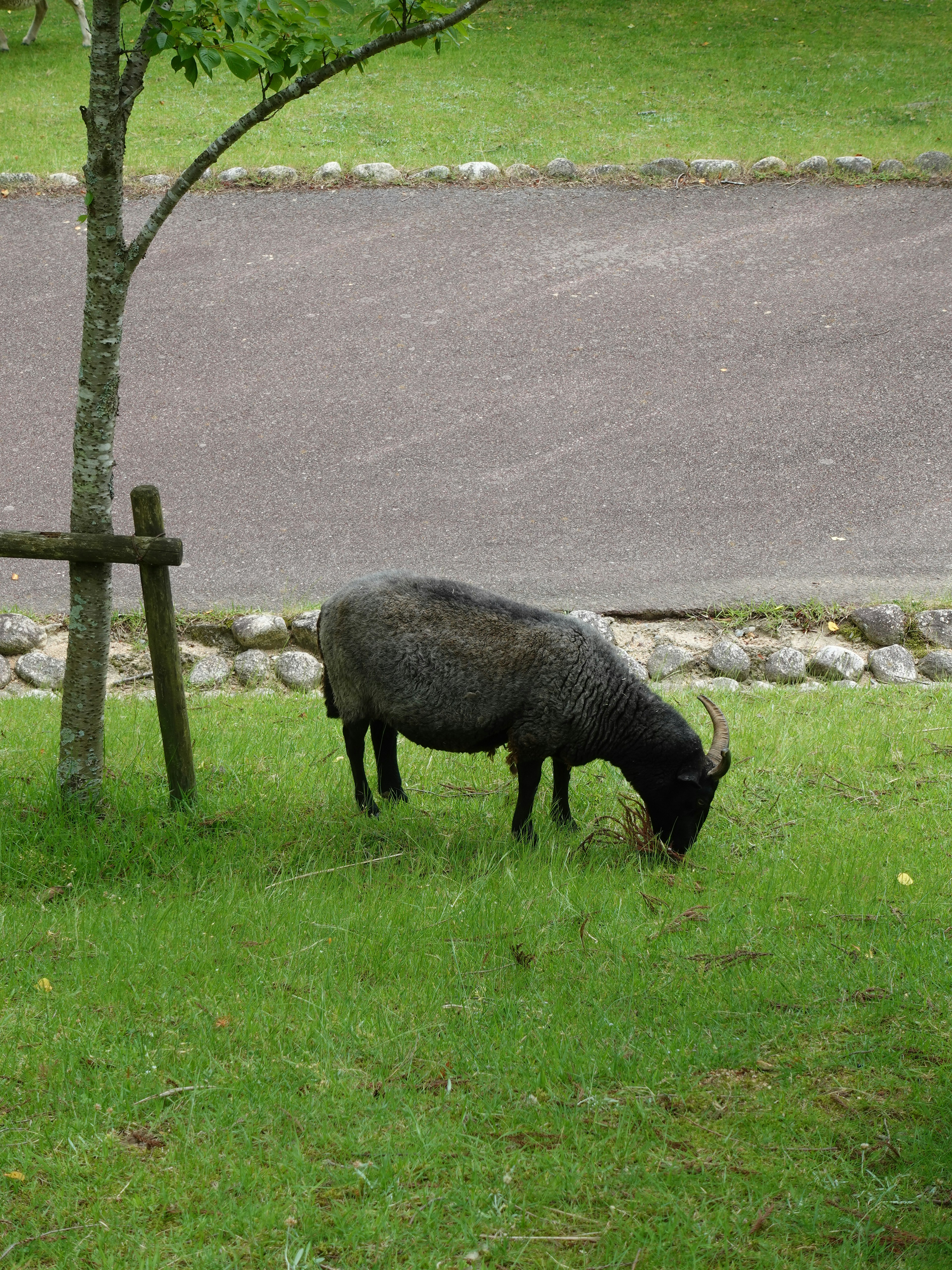 Oveja negra pastando en hierba verde