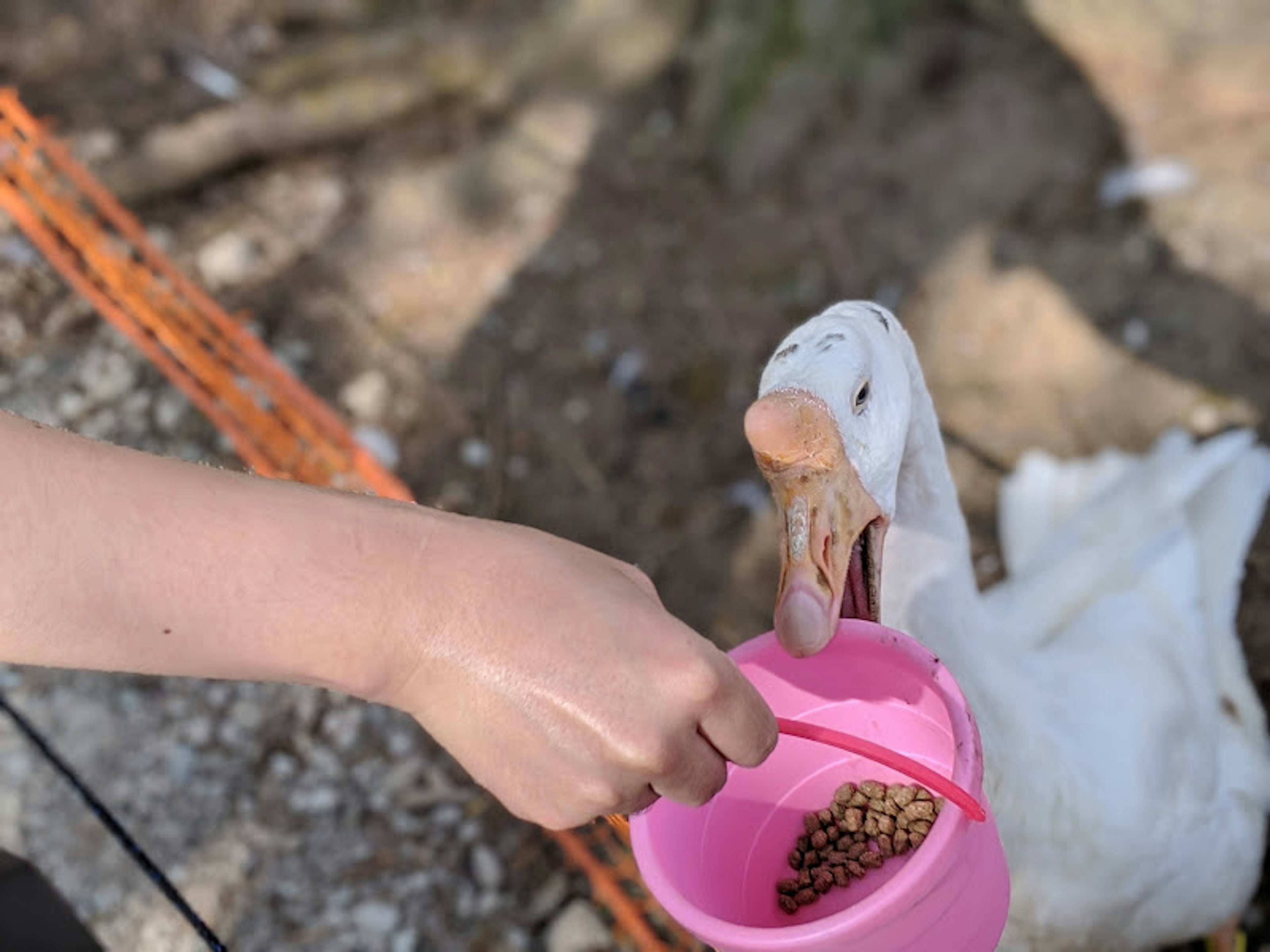 Eine Person füttert eine Ente mit einem rosa Eimer Futter