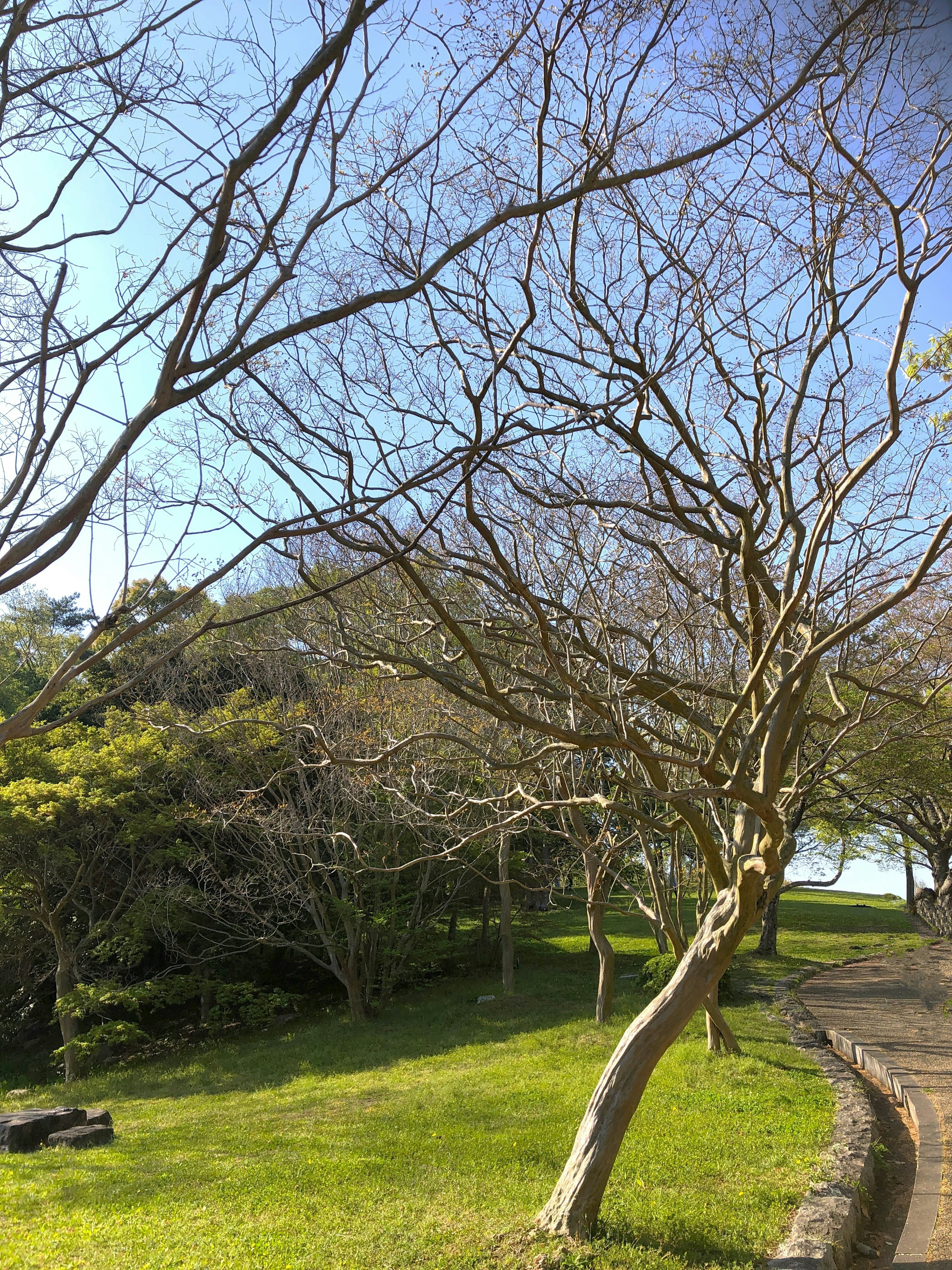 Landscape with bare trees and green grass under blue sky