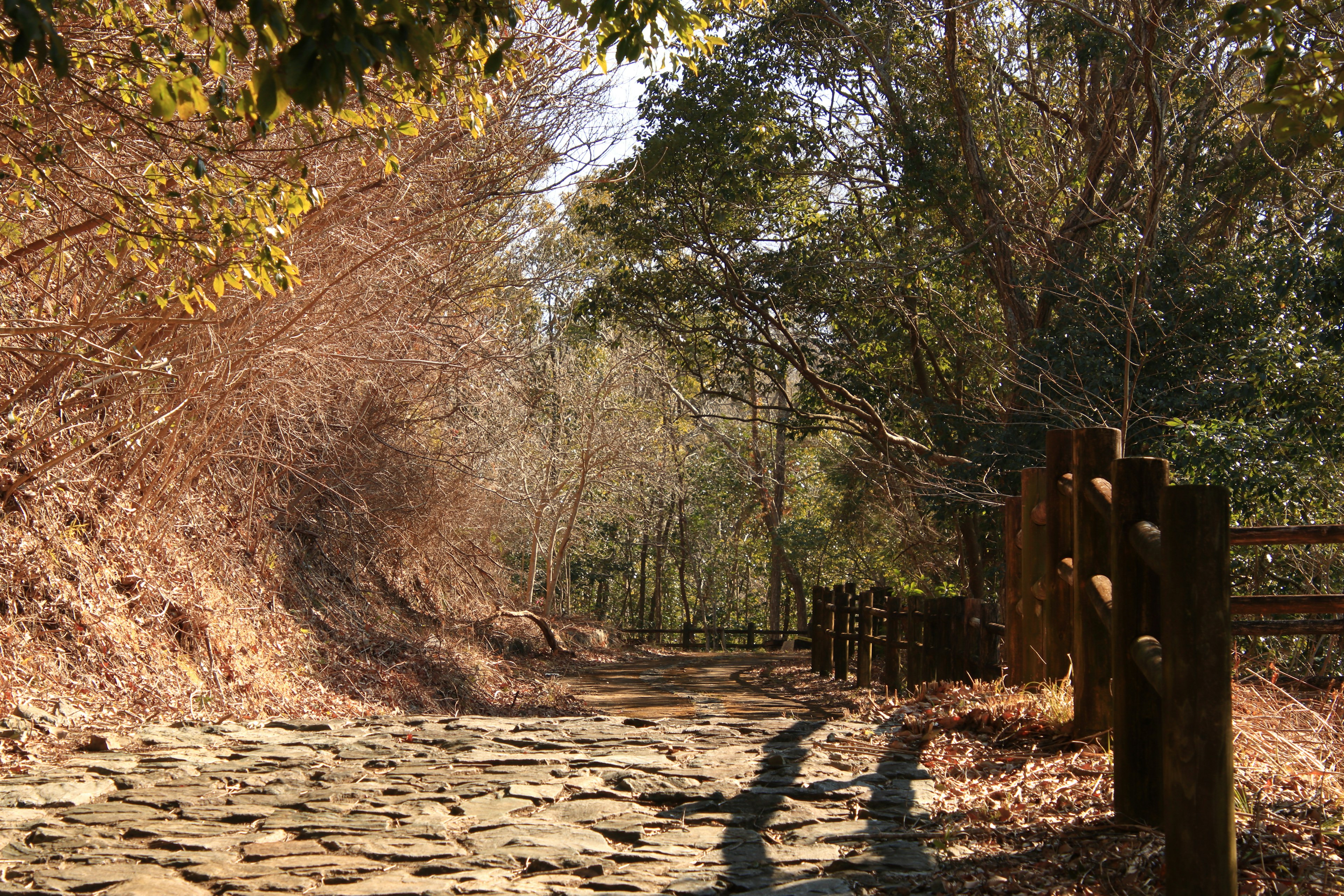 A serene path lined with trees and wooden fence in autumn