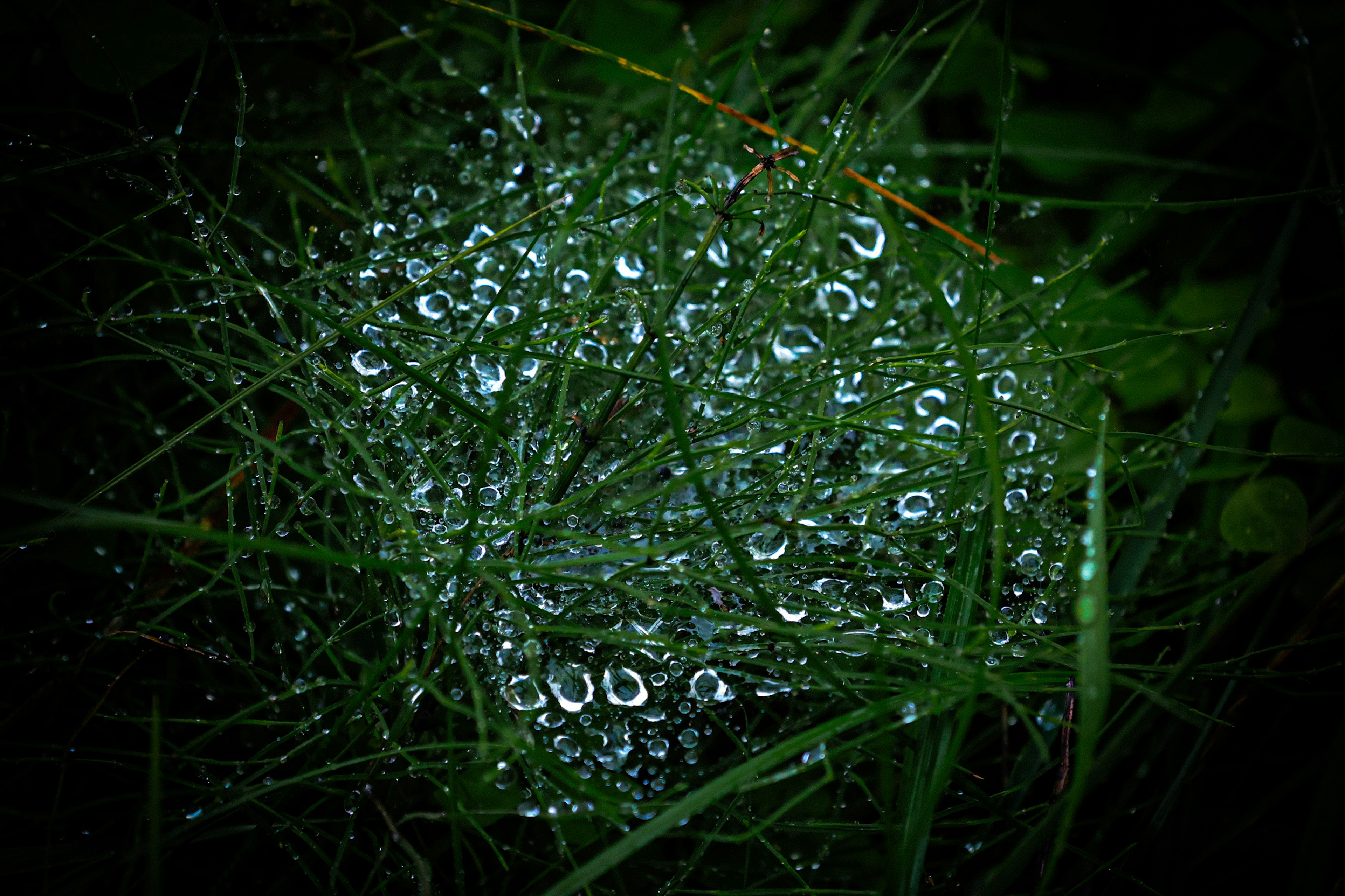 A cushion of green grass adorned with glistening dewdrops