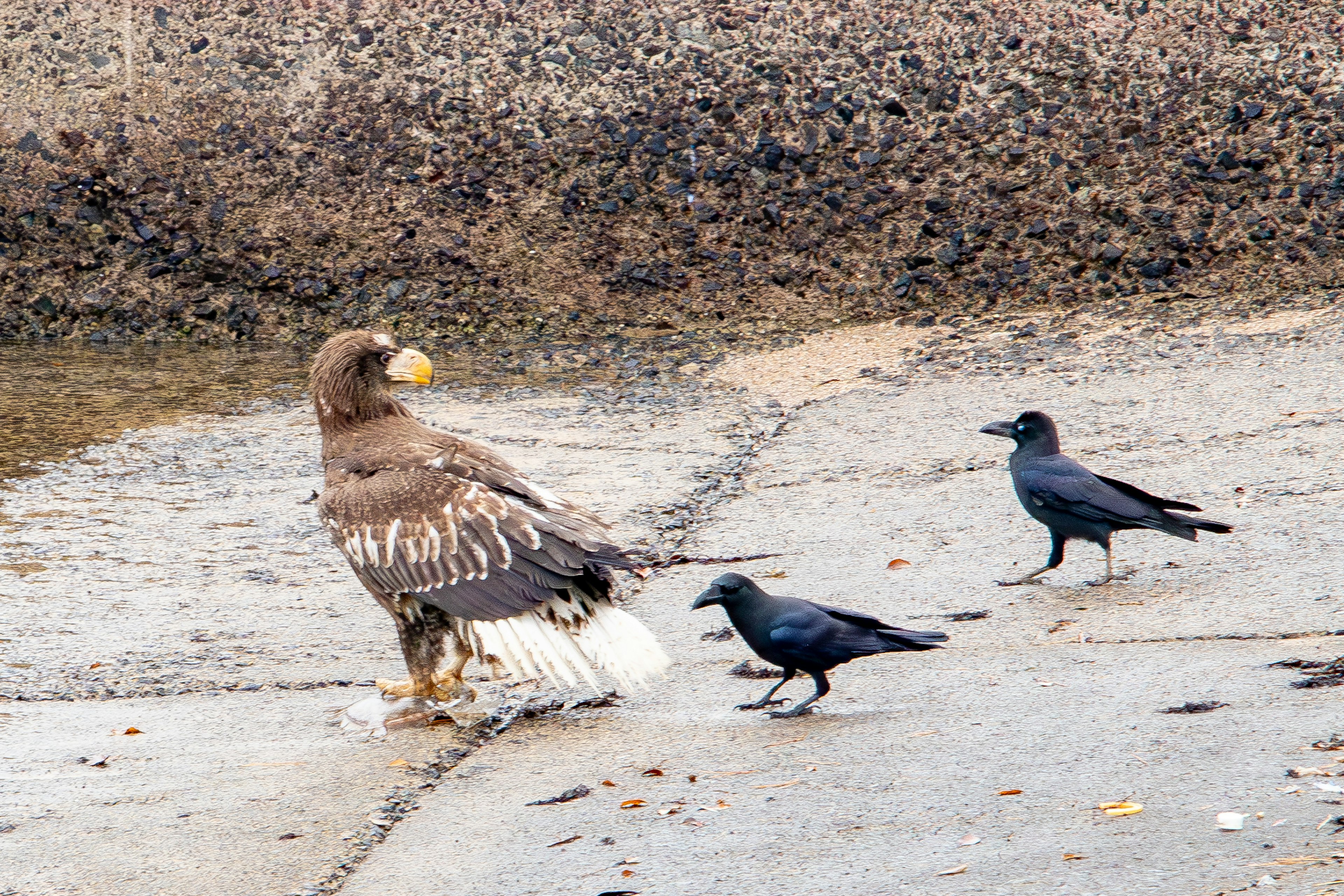 Un águila marina de Steller de pie en la orilla con dos cuervos cerca