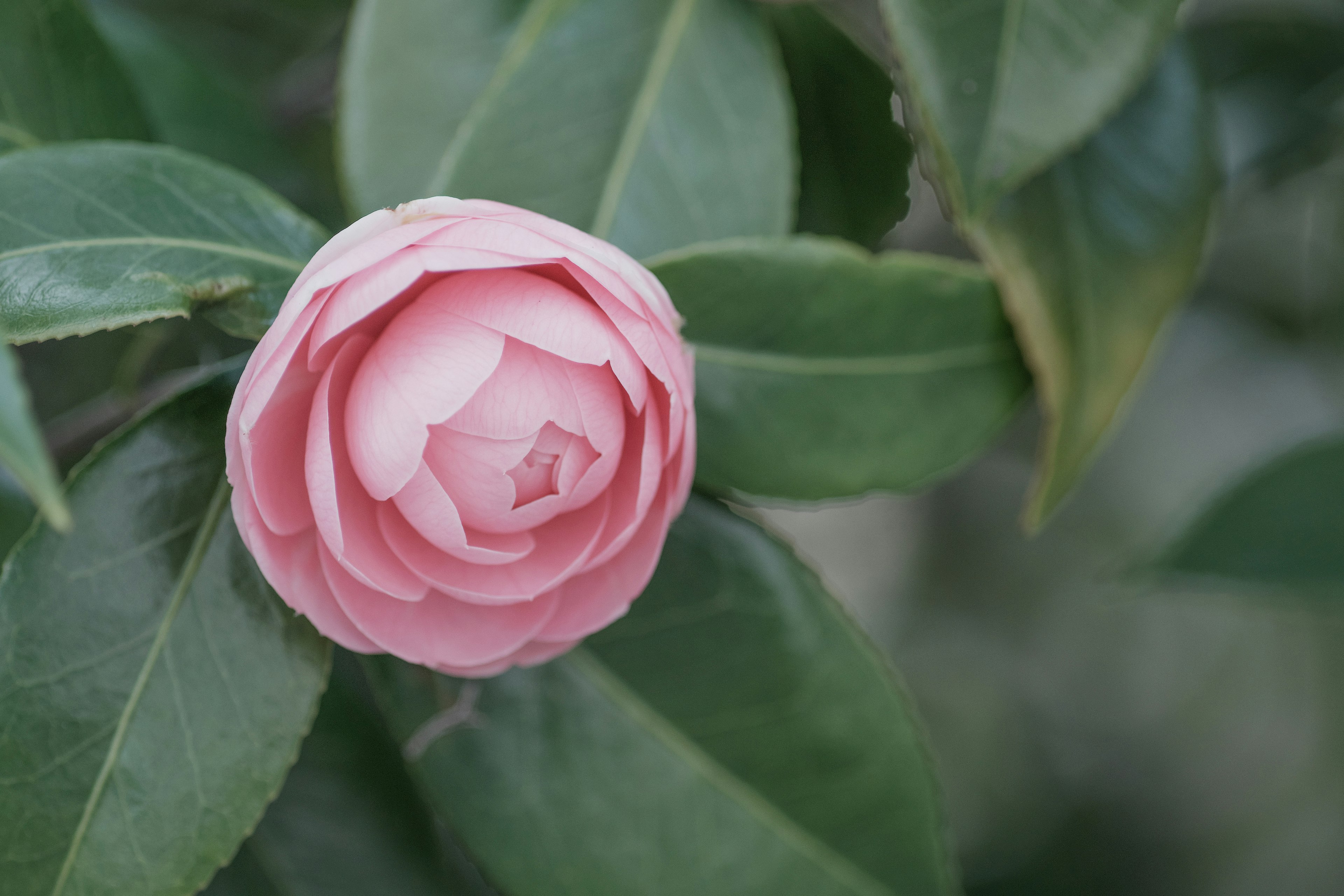 Pink flower surrounded by green leaves