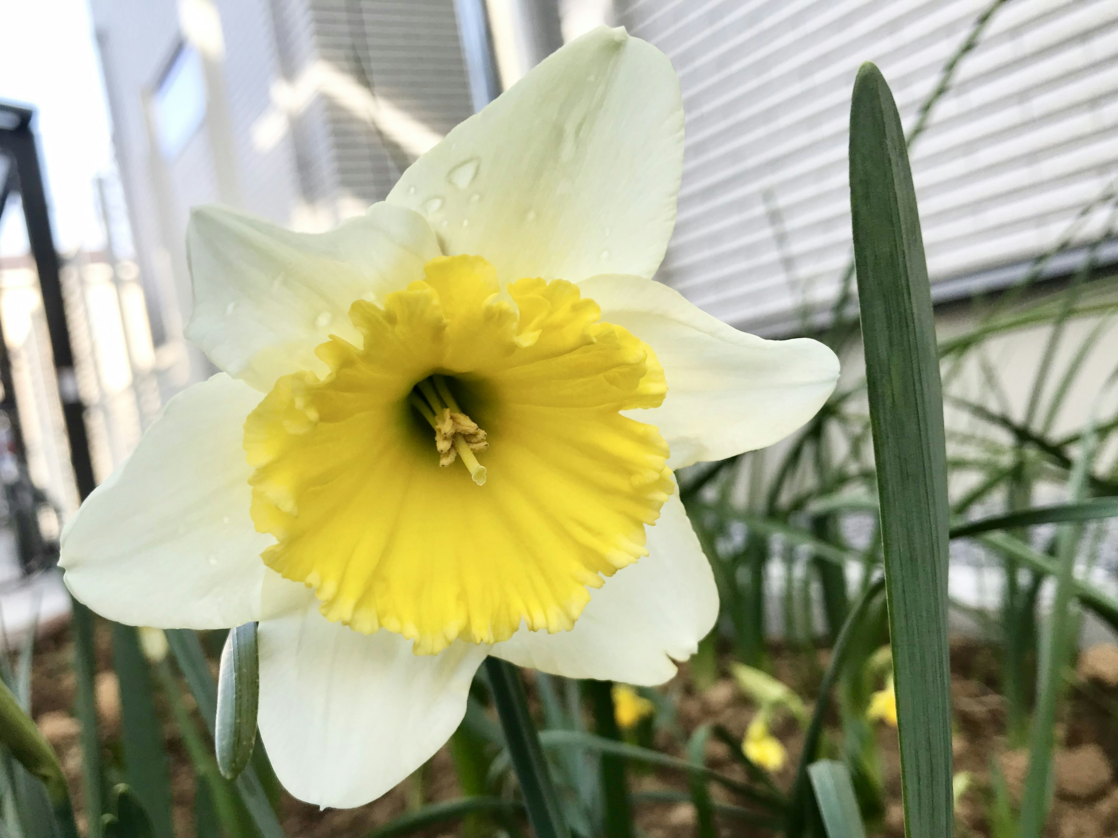 白い花びらと鮮やかな黄色い中心を持つ水仙の花