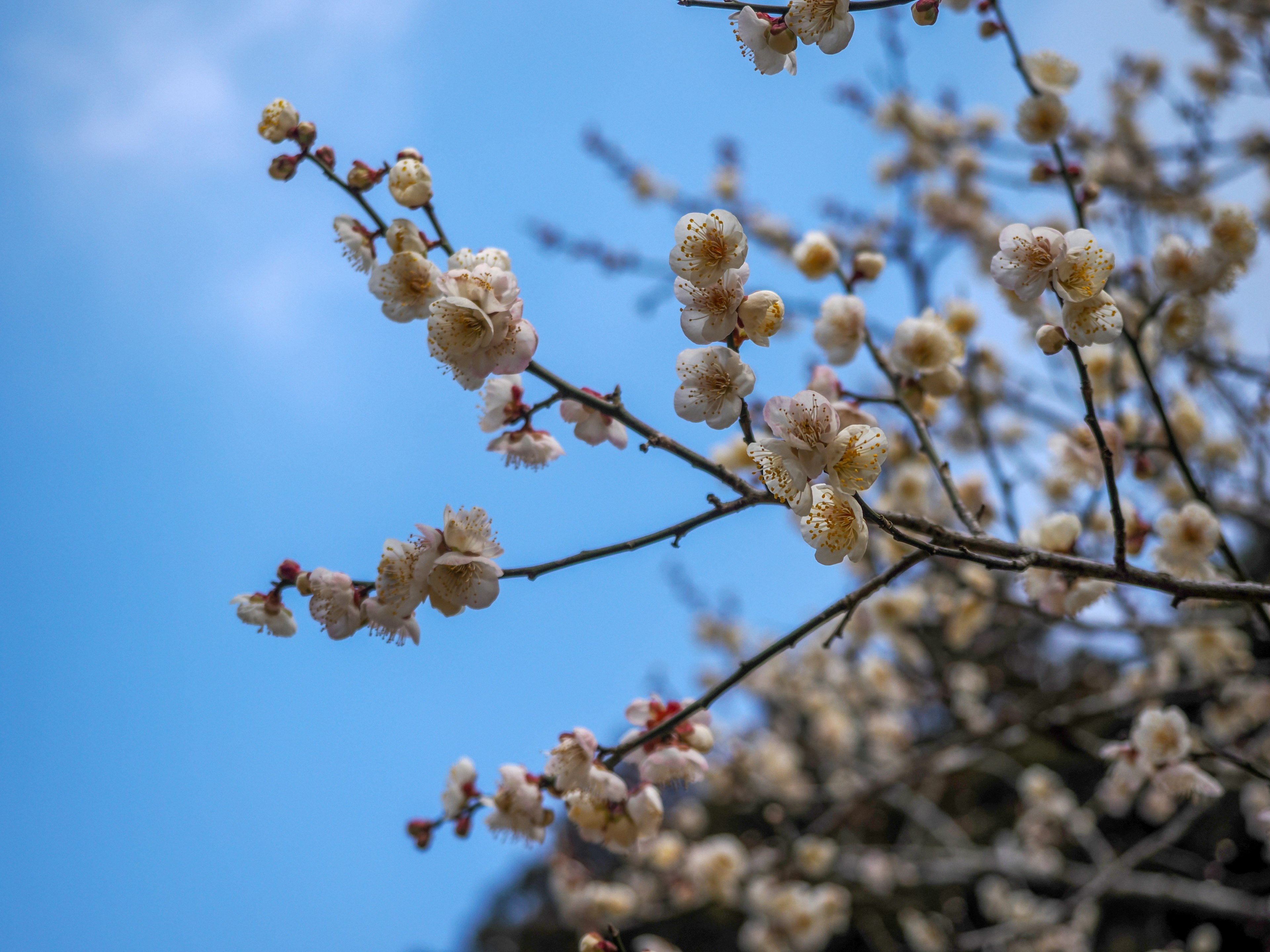 Ramas de flores blancas bajo un cielo azul