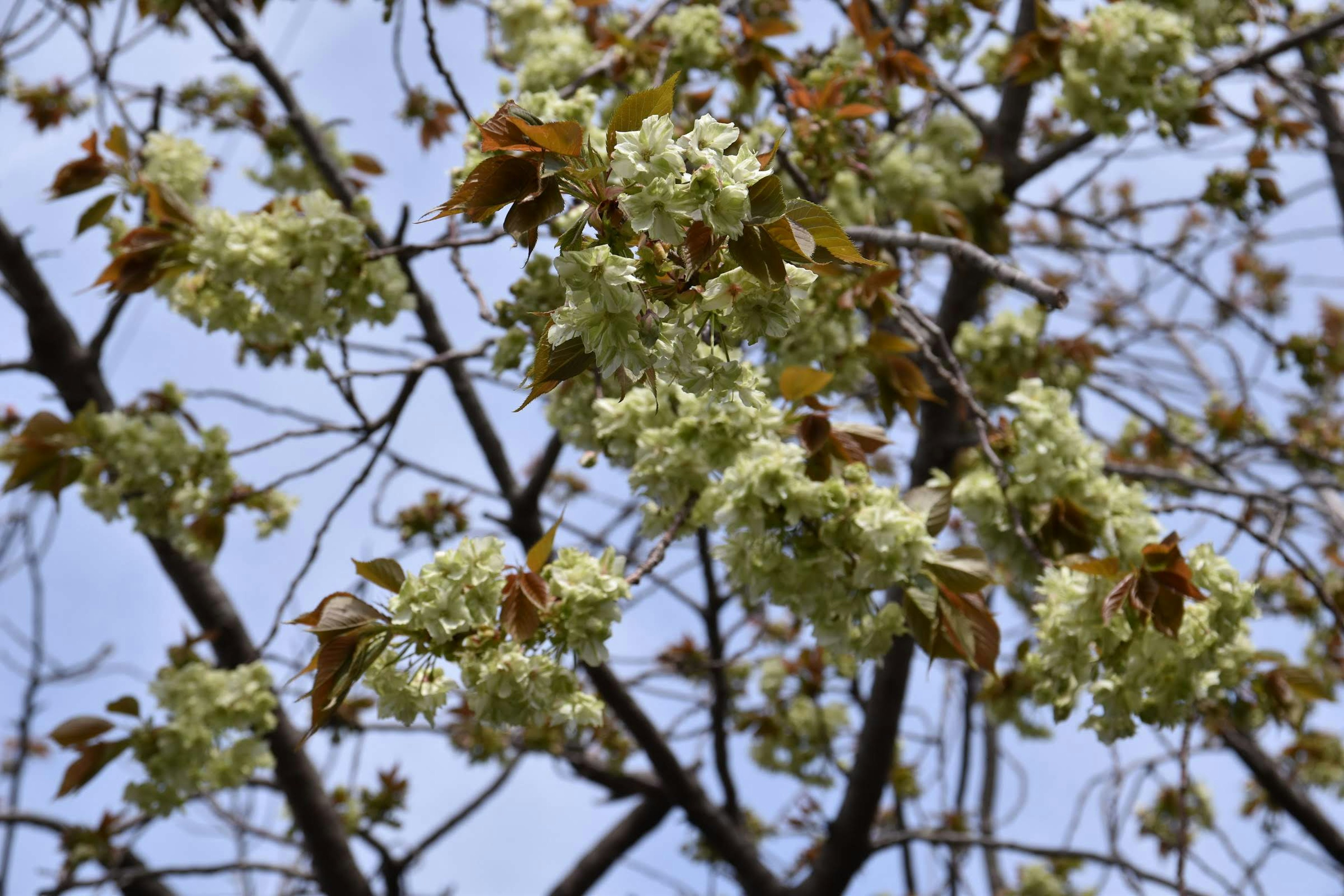 Primo piano di rami di albero con fiori in fiore