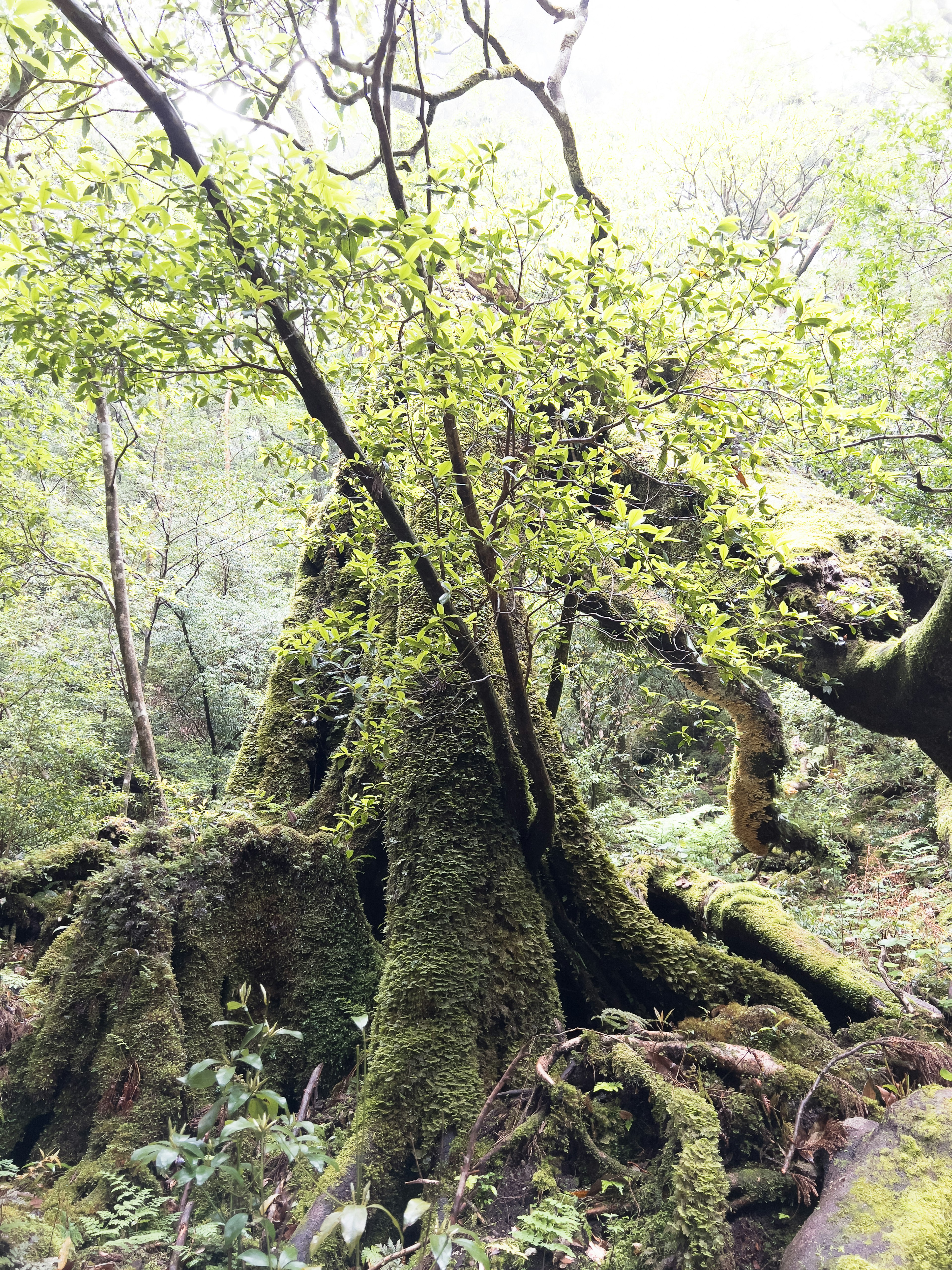 Ein großer Baum mit moosbedeckten Wurzeln umgeben von üppigem Grün