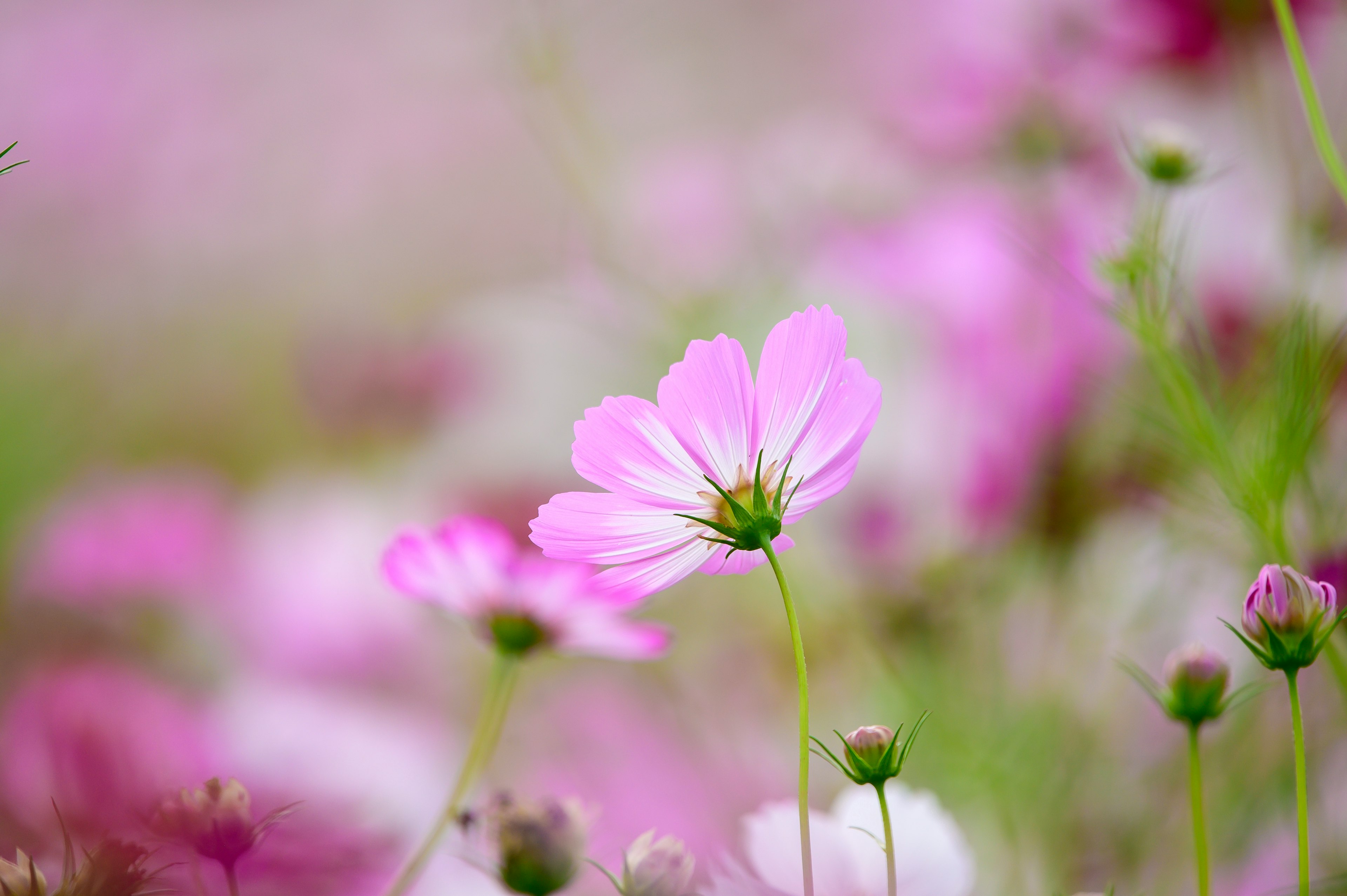 Close-up of soft pink flowers in a blooming landscape