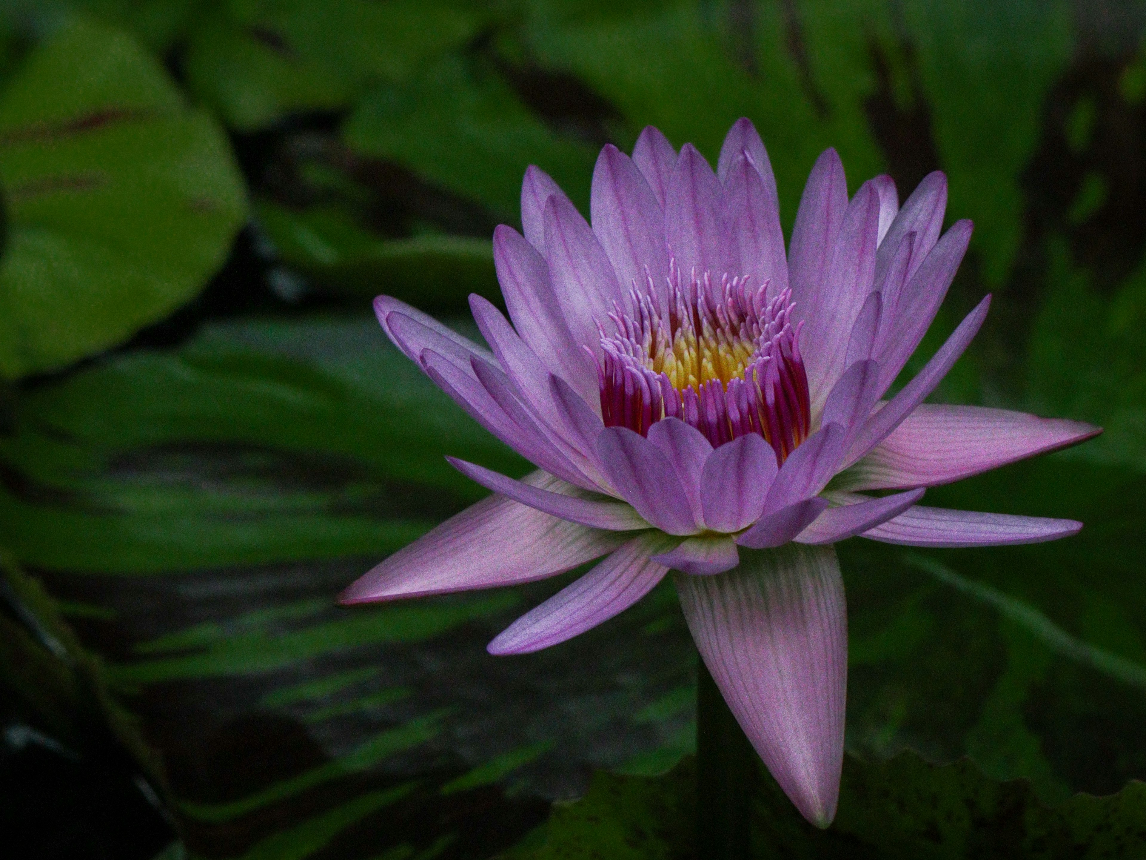 Bella ninfea viola che galleggia sulla superficie dell'acqua