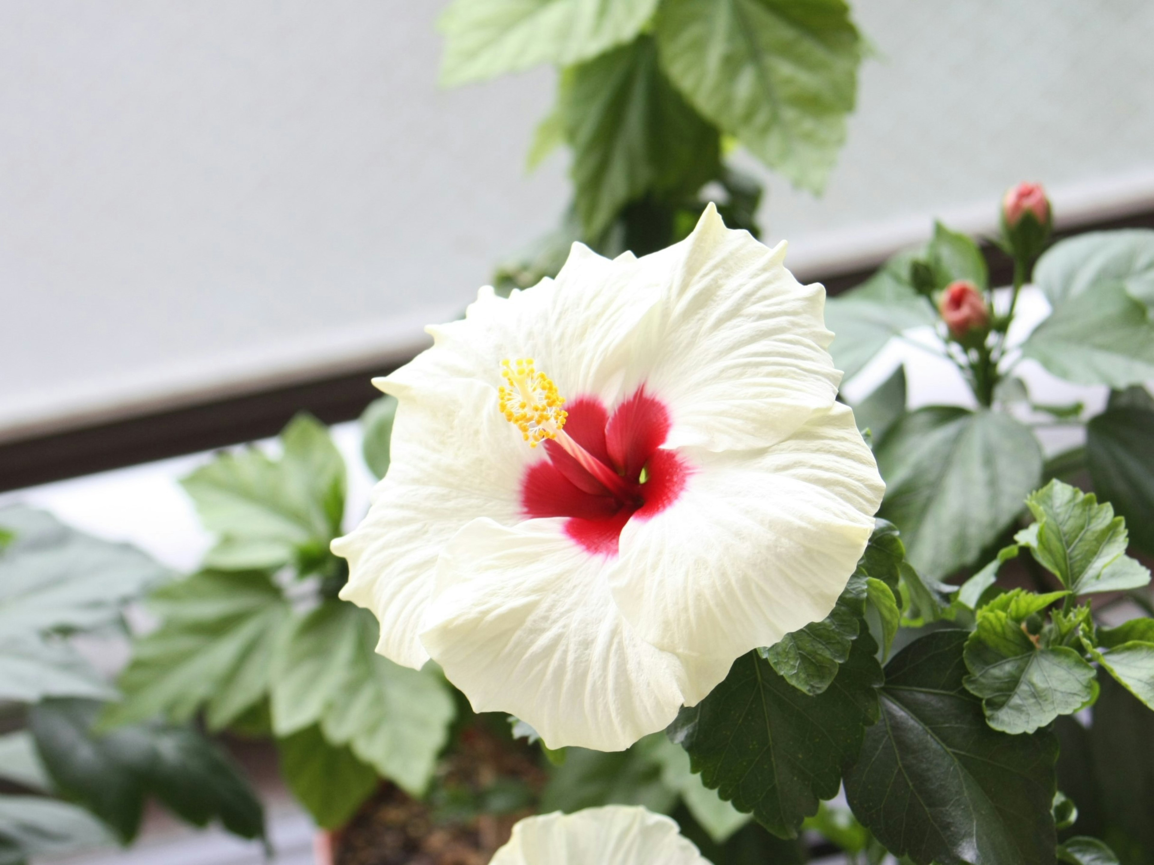 White hibiscus flower with a red center and green leaves