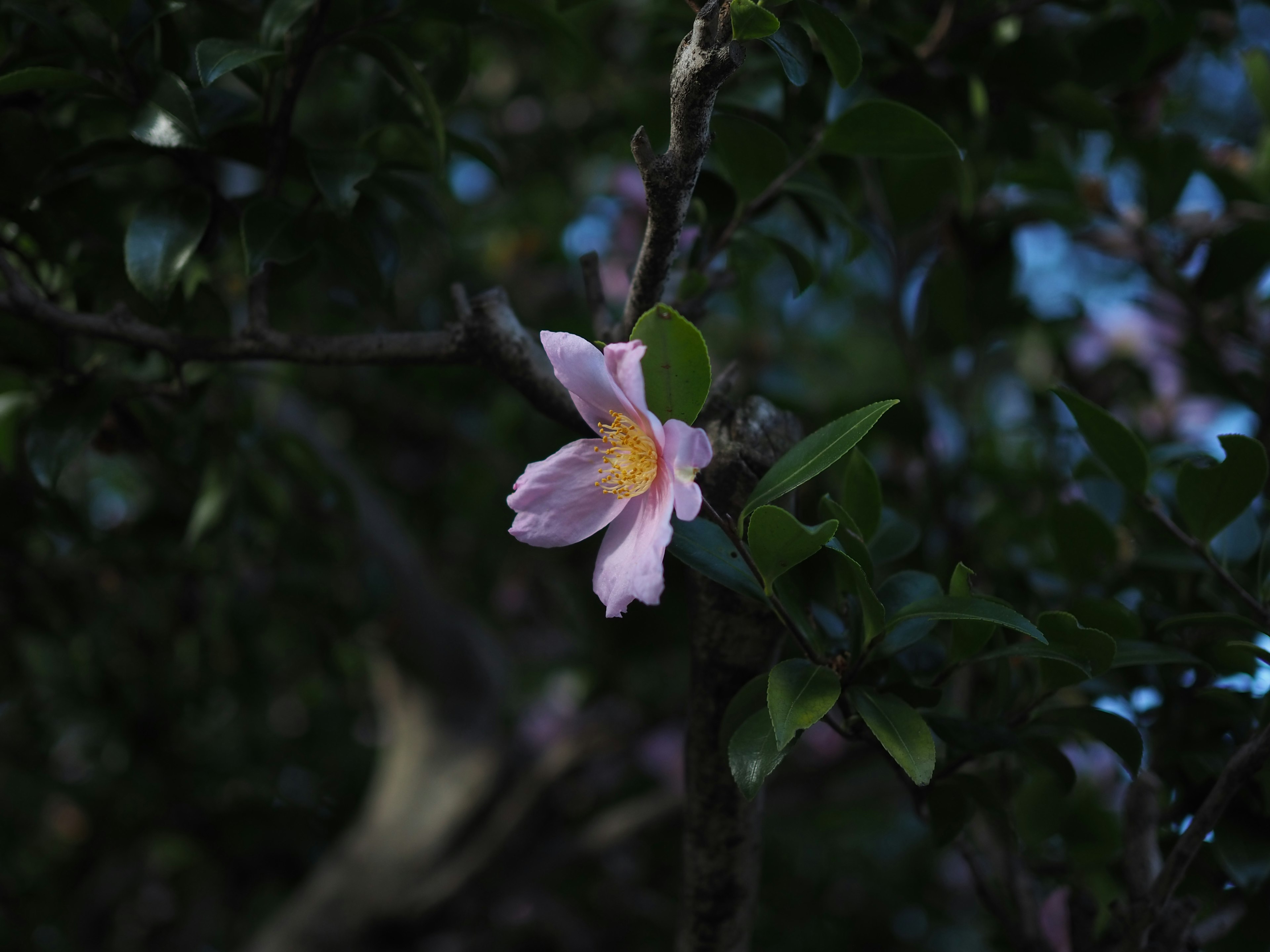 薄紫色の花が緑の葉に囲まれている画像