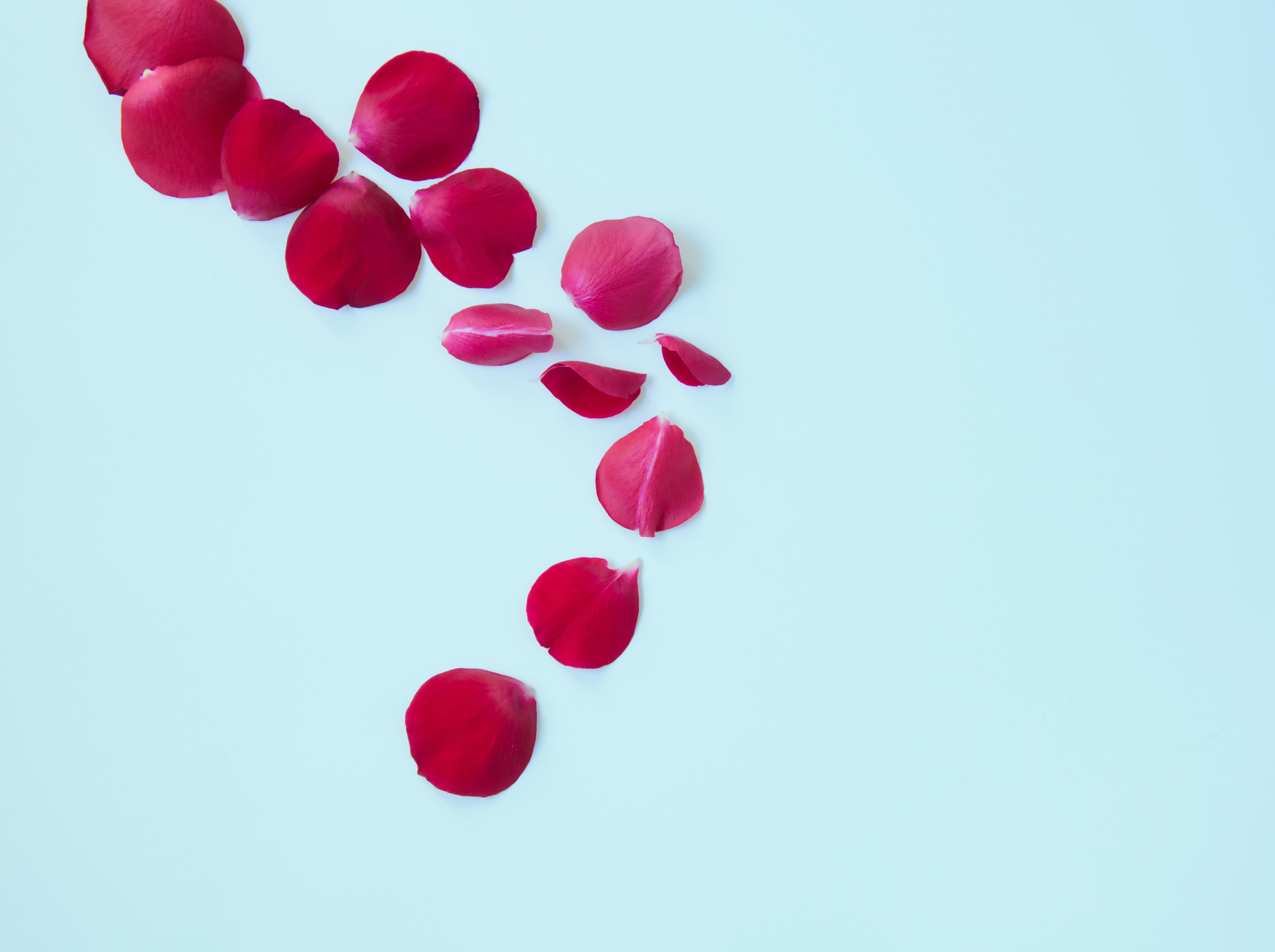 Petal mawar merah yang tersebar di latar belakang biru lembut