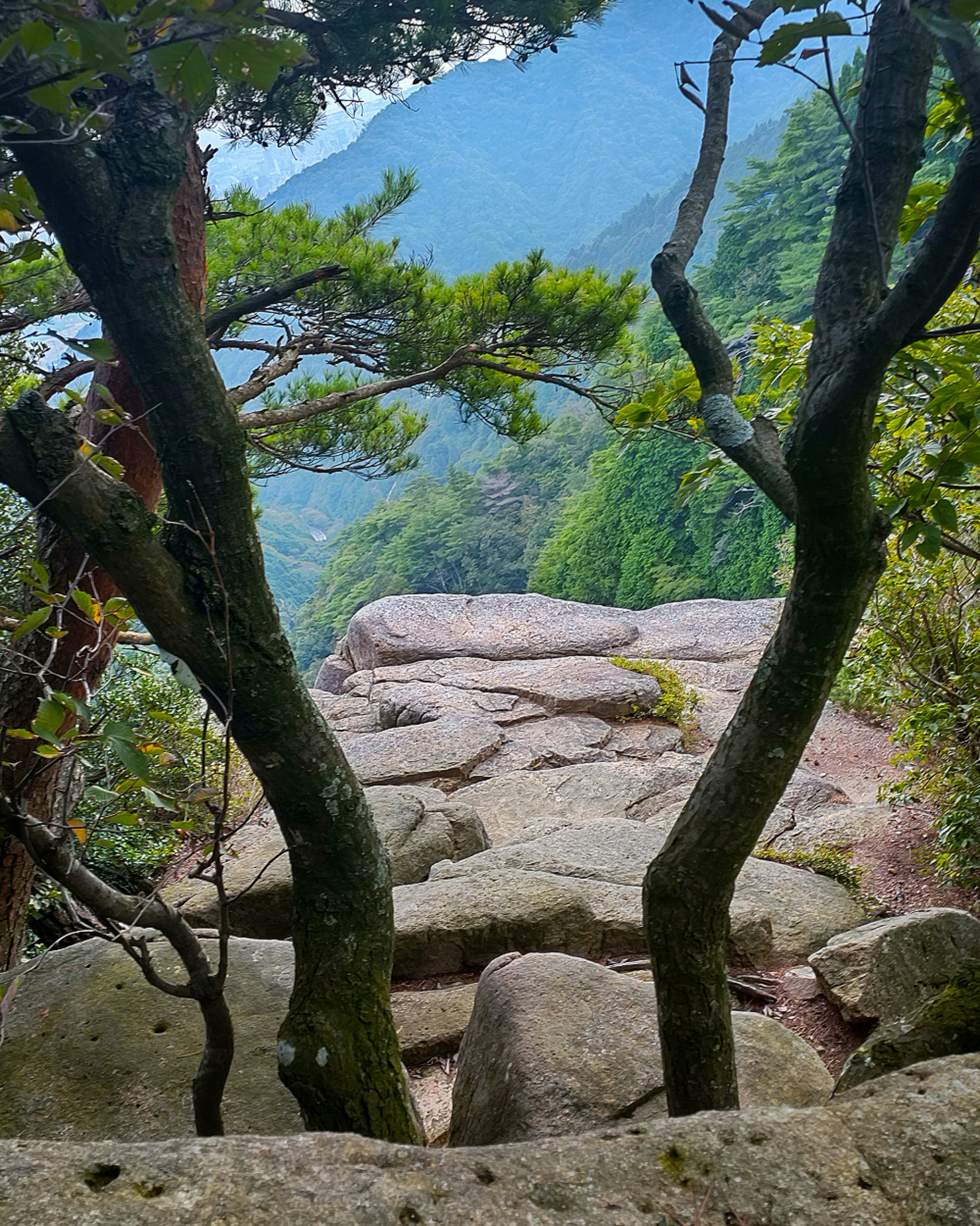 Vue à travers des arbres sur un terrain rocheux avec des montagnes luxuriantes en arrière-plan