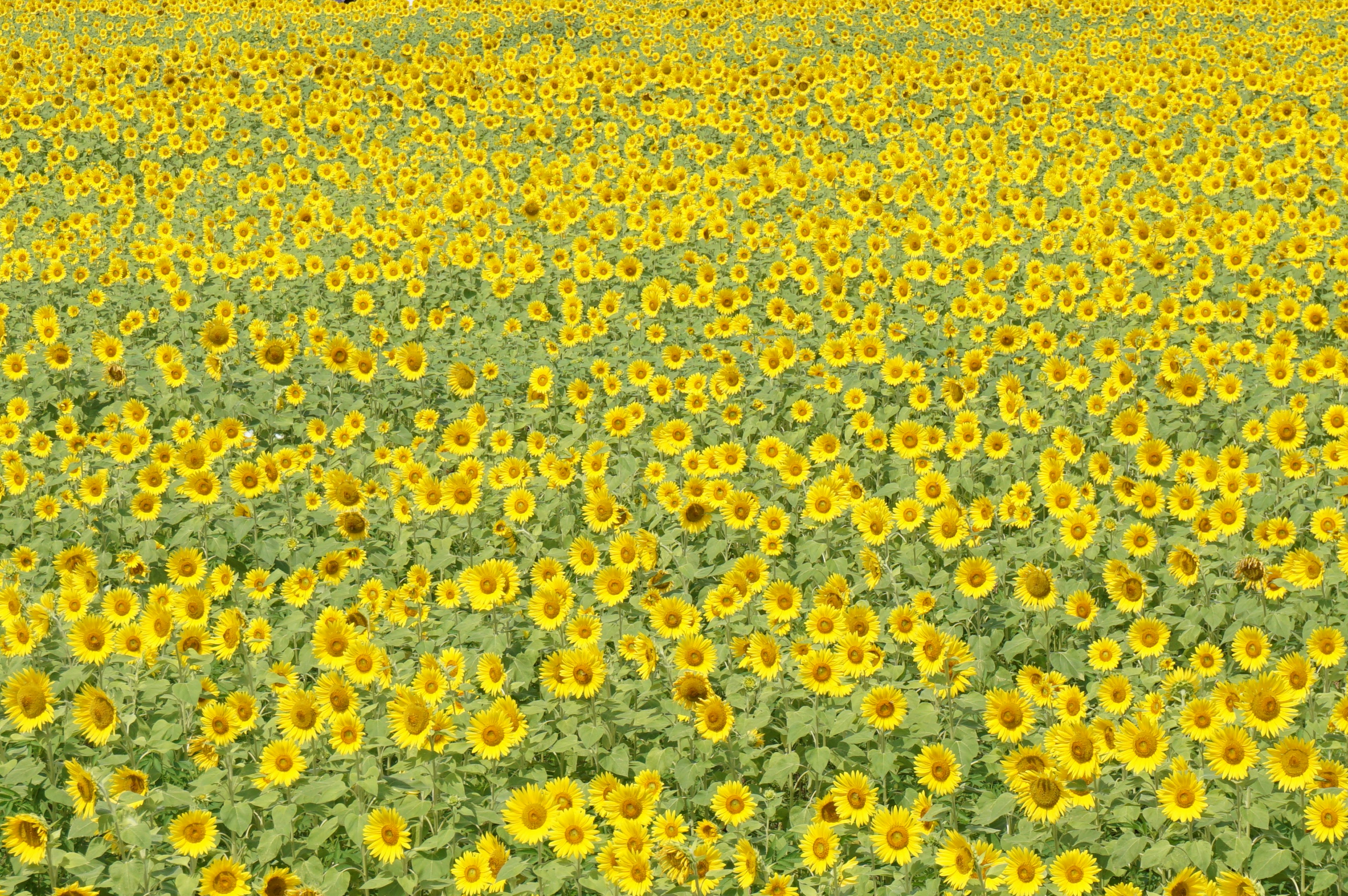 Ladang bunga matahari yang cerah dengan bunga kuning yang cerah