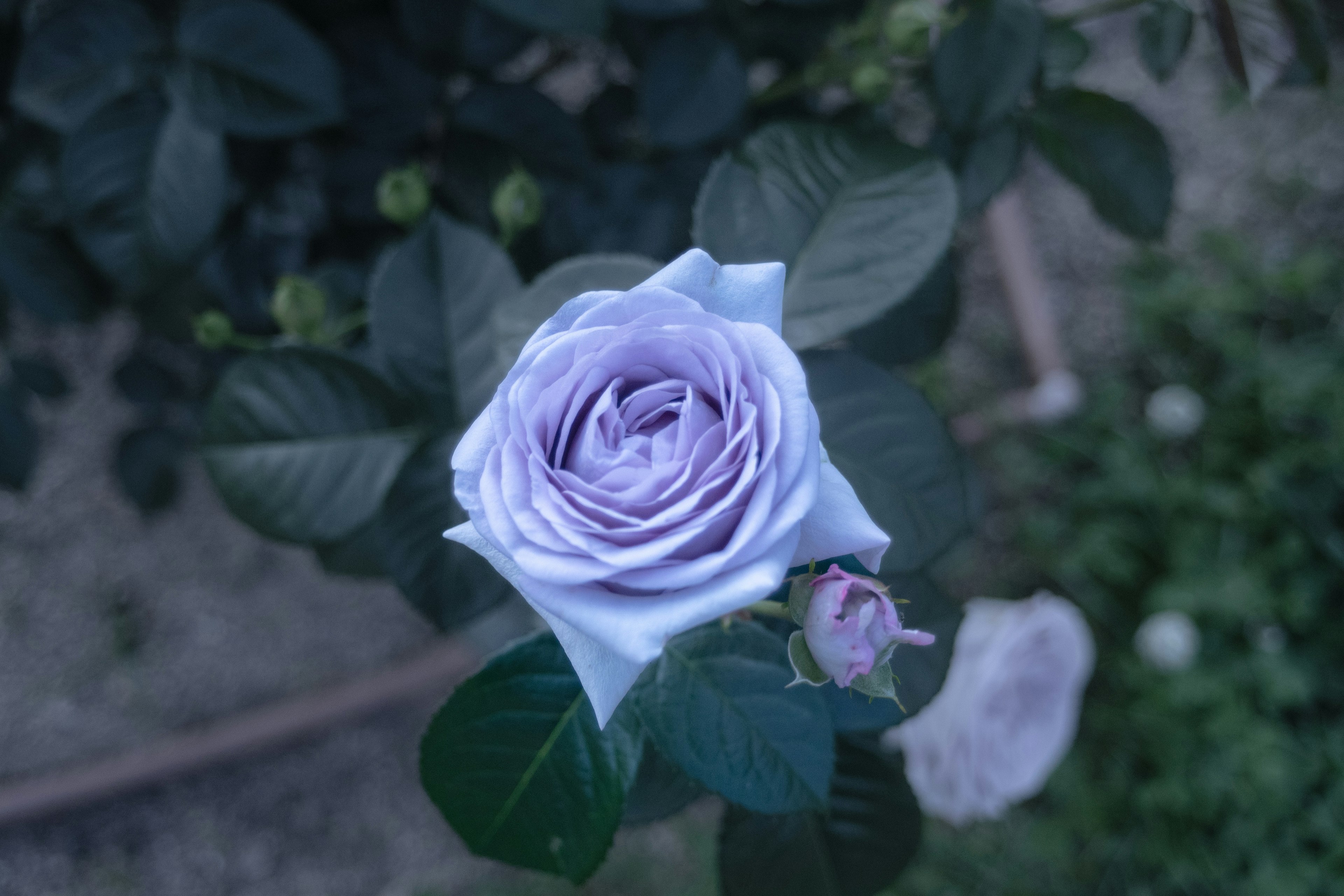 Eine lavendelfarbene Rose umgeben von grünen Blättern
