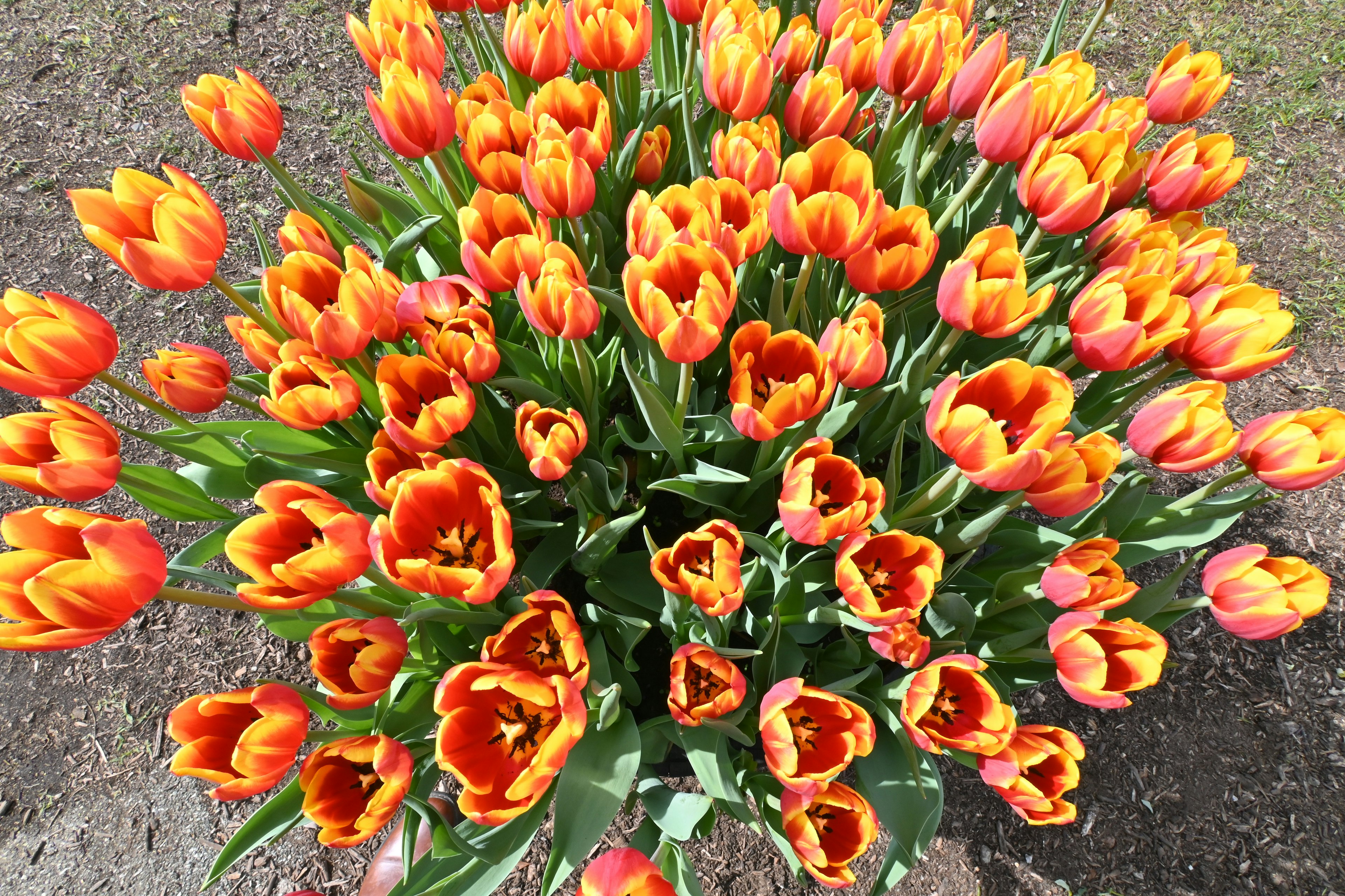 Bouquet vibrant de tulipes orange et rouges vu du dessus