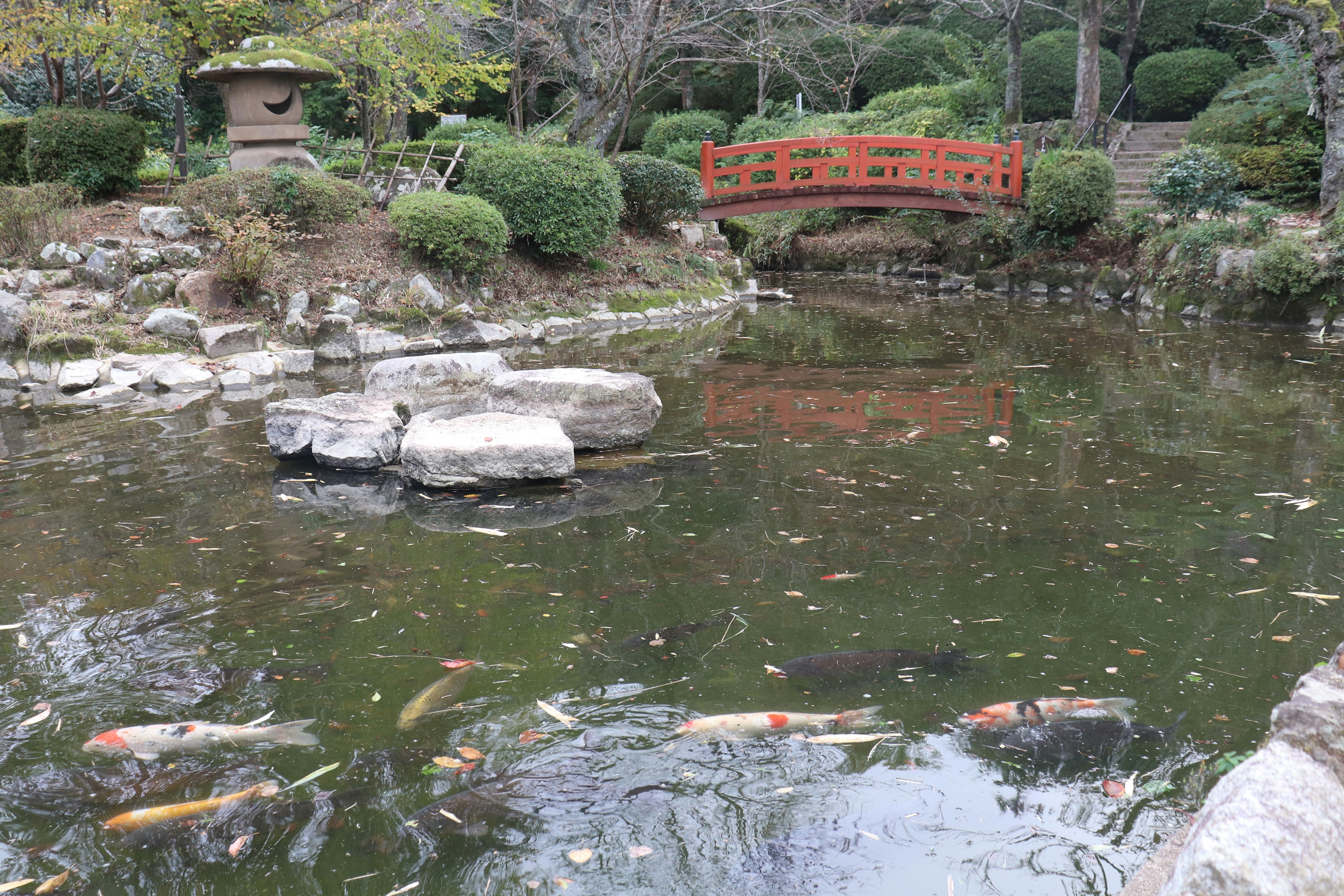 Japanese garden scene with a pond and koi fish featuring a wooden bridge and rocks