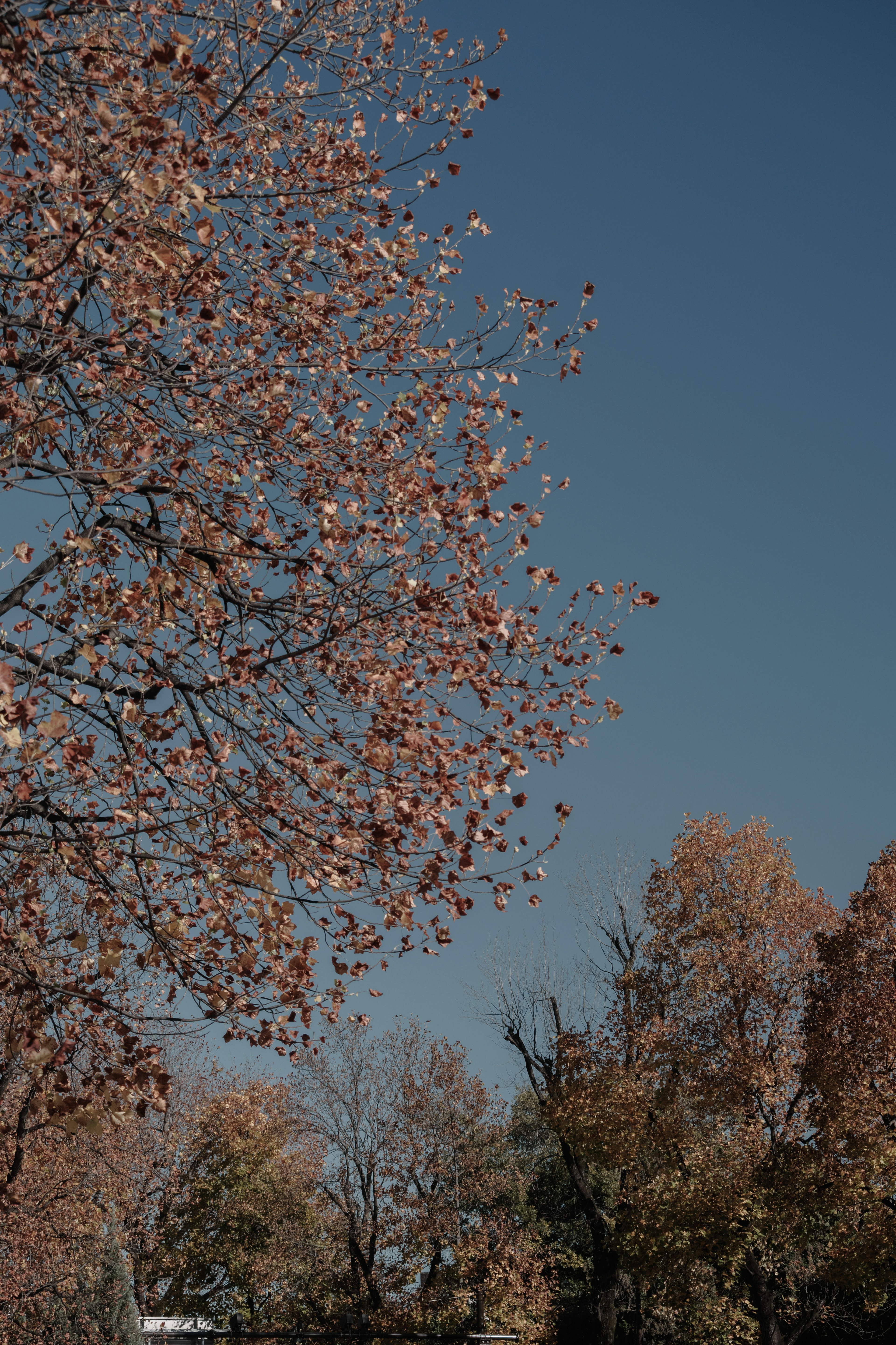 Herbstbäume mit Blättern und Ästen unter einem blauen Himmel