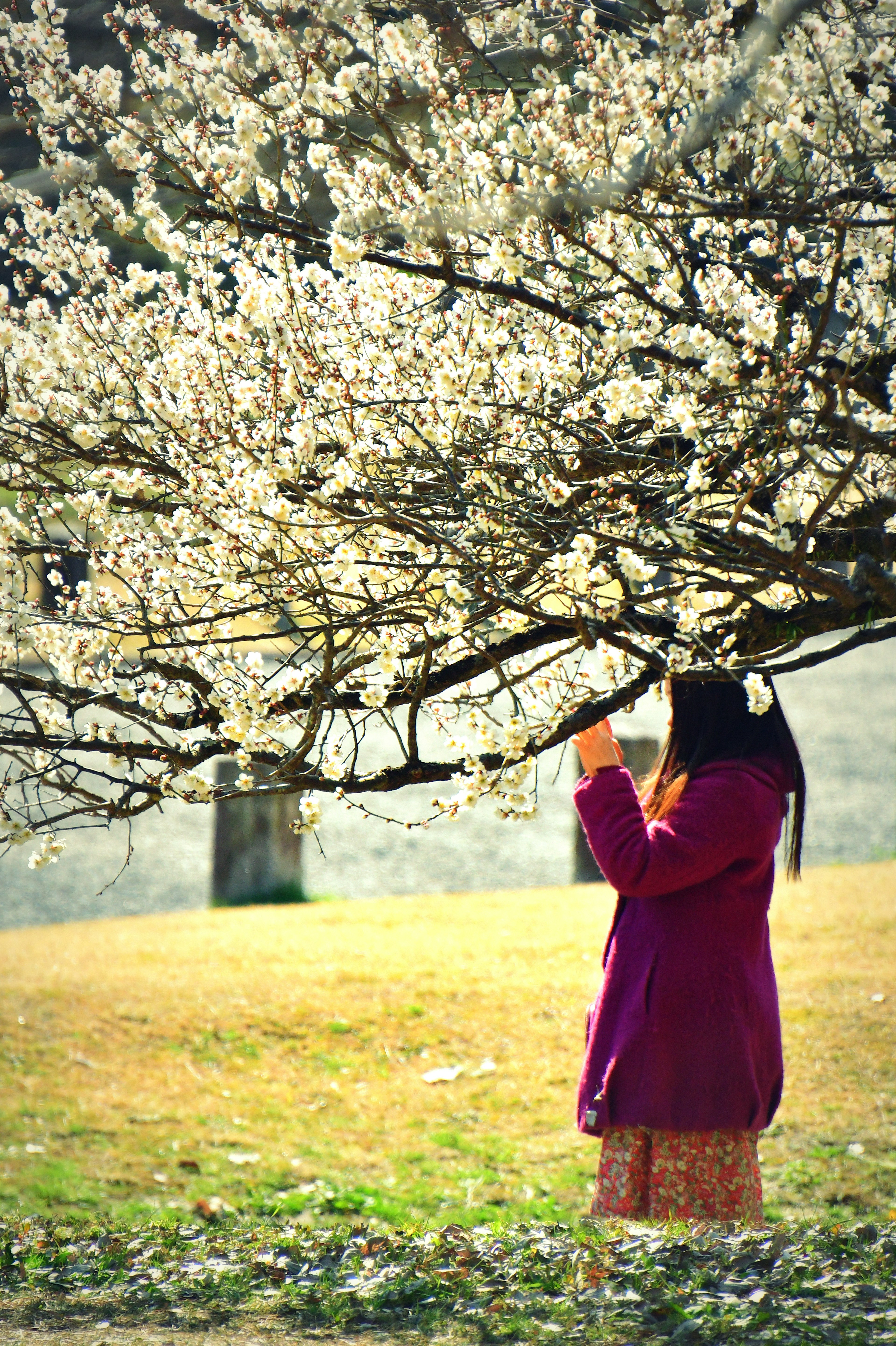 女性が白い花の木の下で立っている