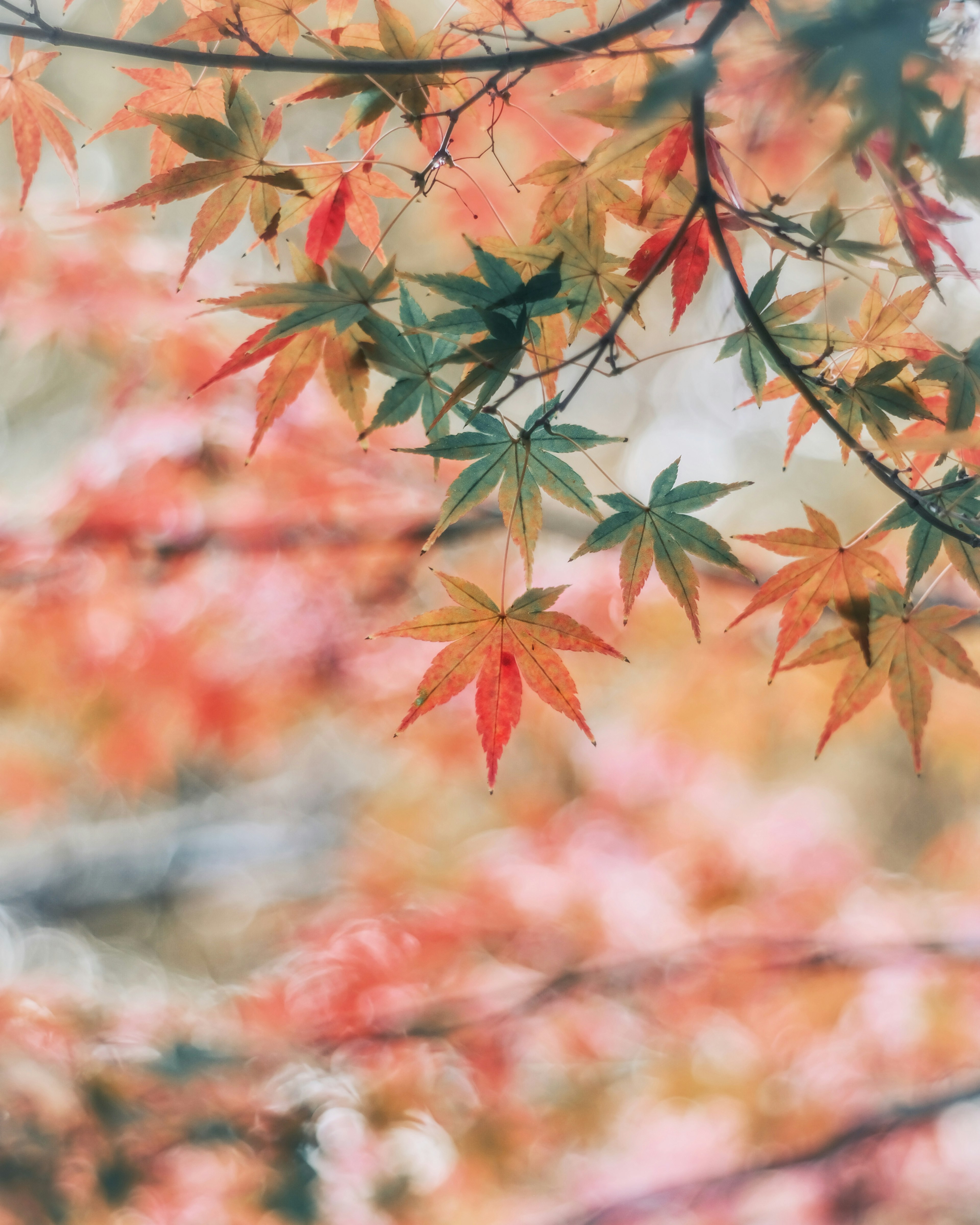 鮮豔的紅色和綠色楓葉，背景柔和模糊