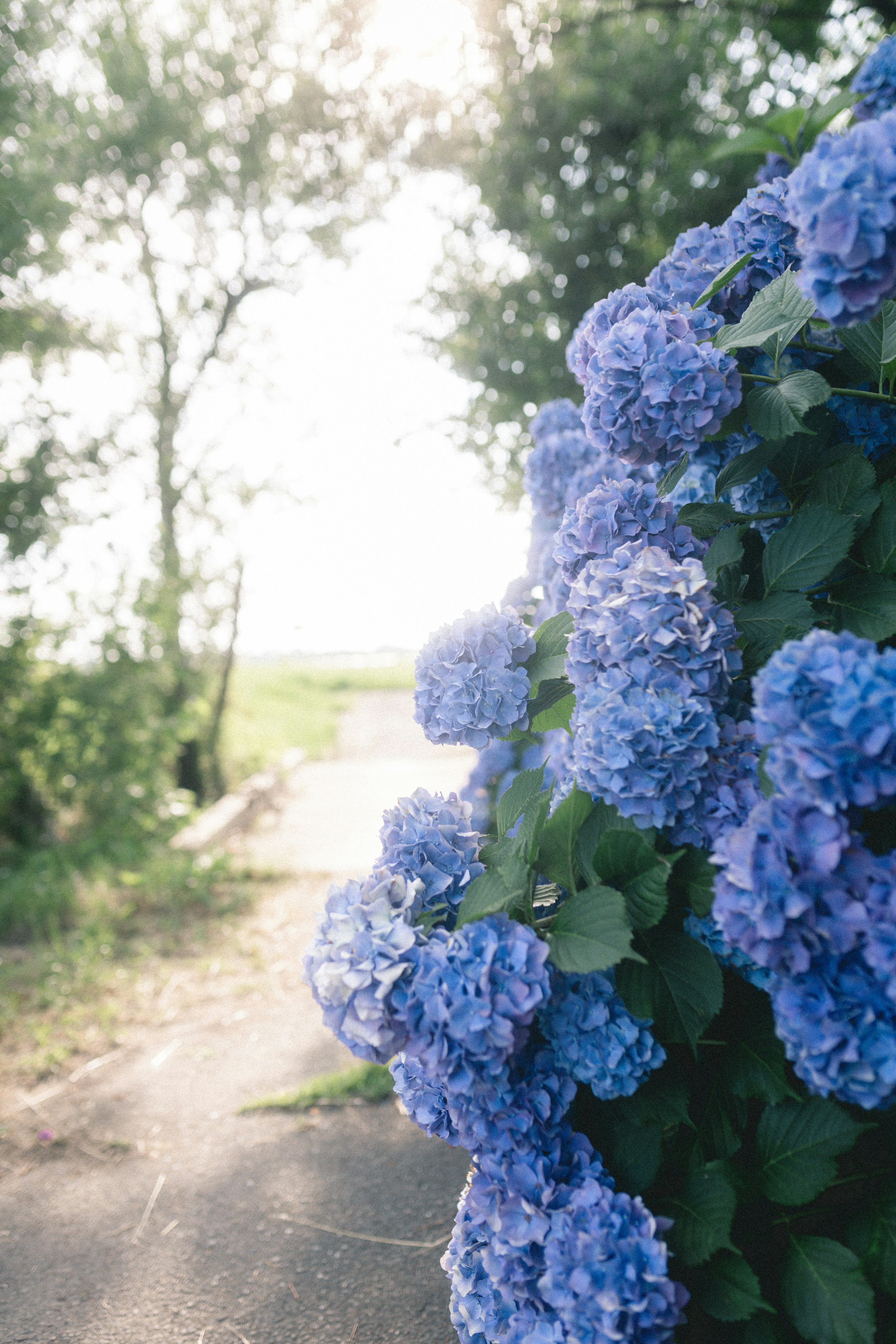 Hortensias bleus fleurissant le long d'un chemin