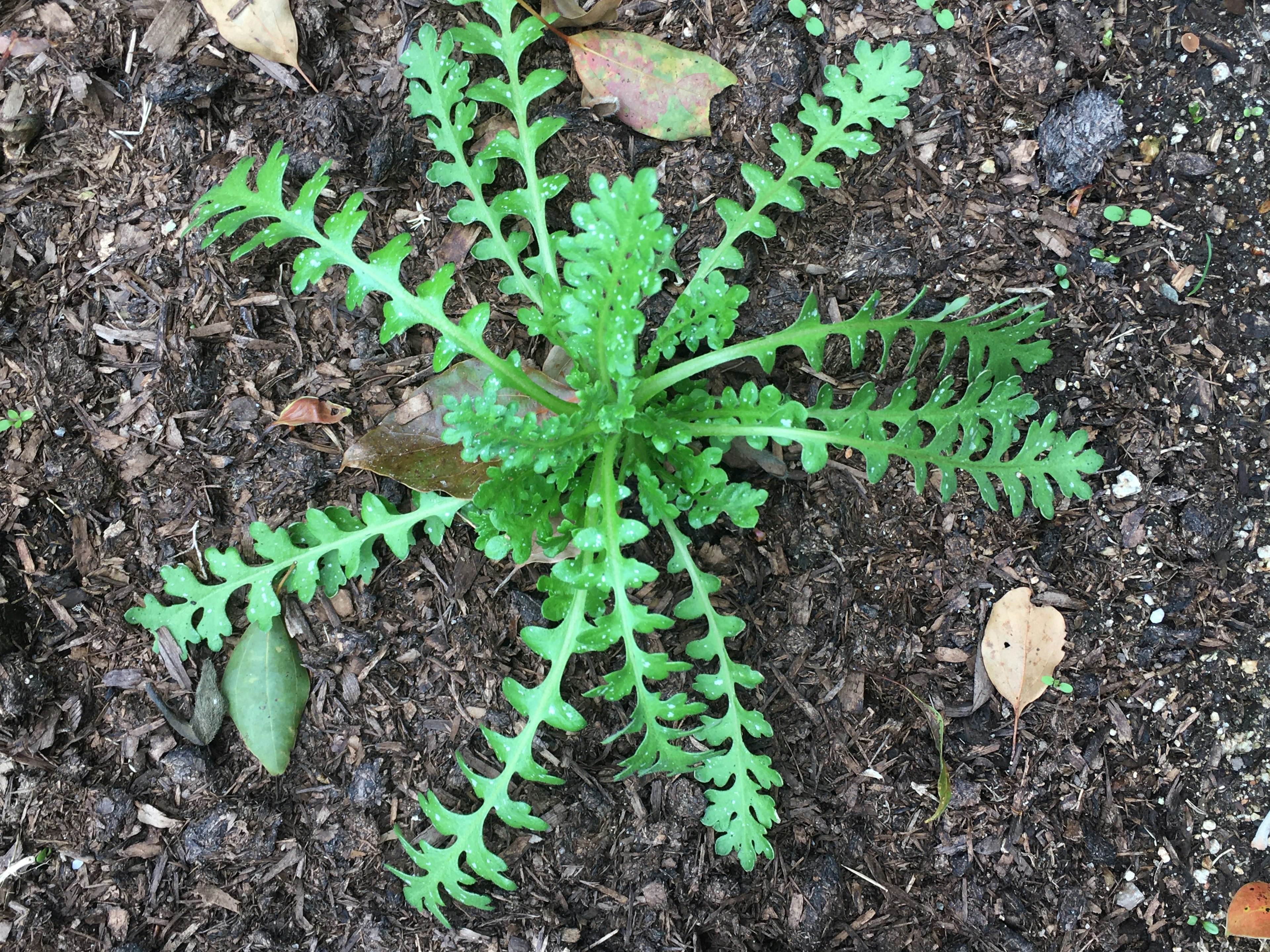 Una pianta a foglie verdi che spunta dal terreno