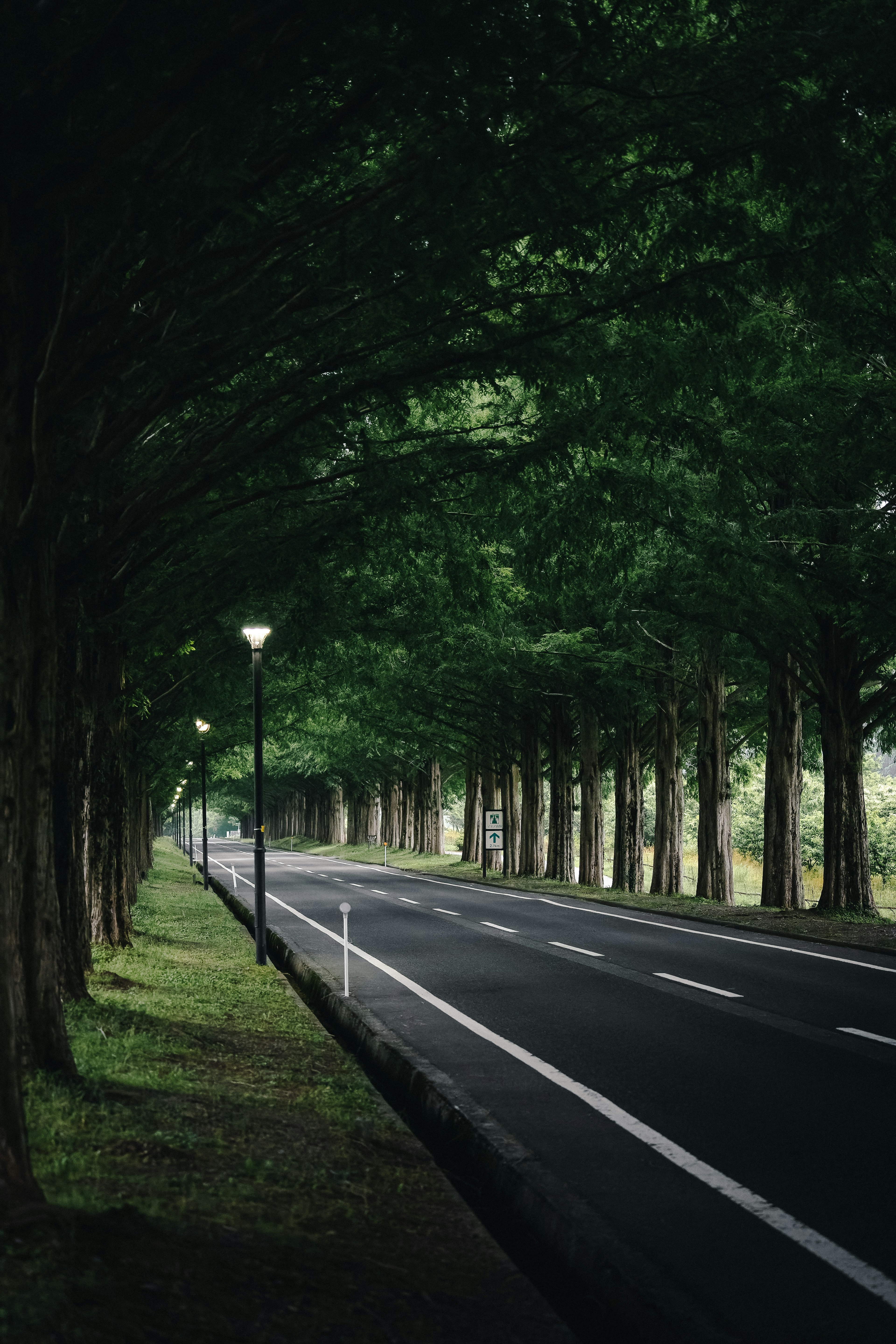 緑の木々に囲まれた静かな道路の風景