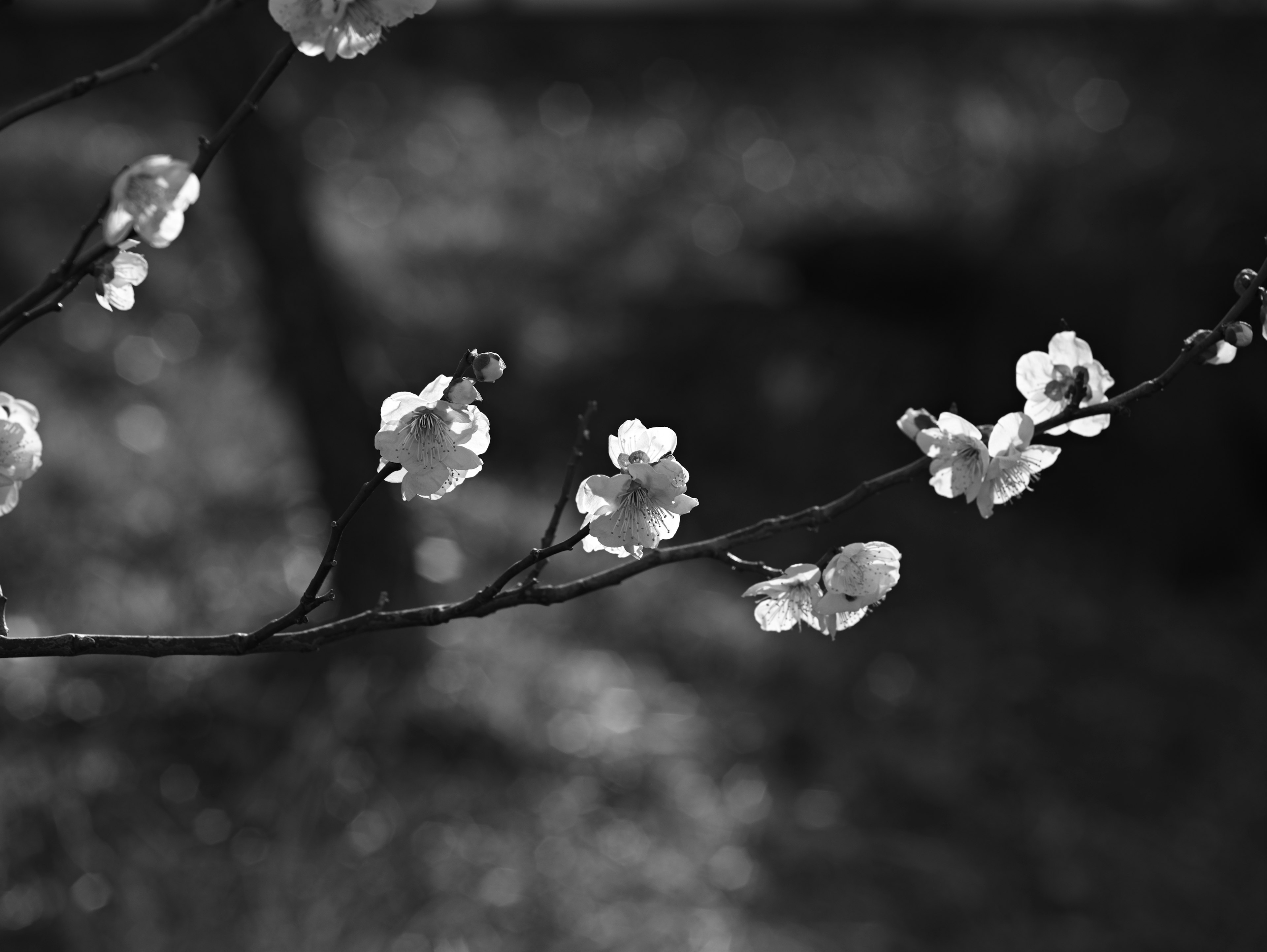 Acercamiento de una rama con flores blancas en blanco y negro