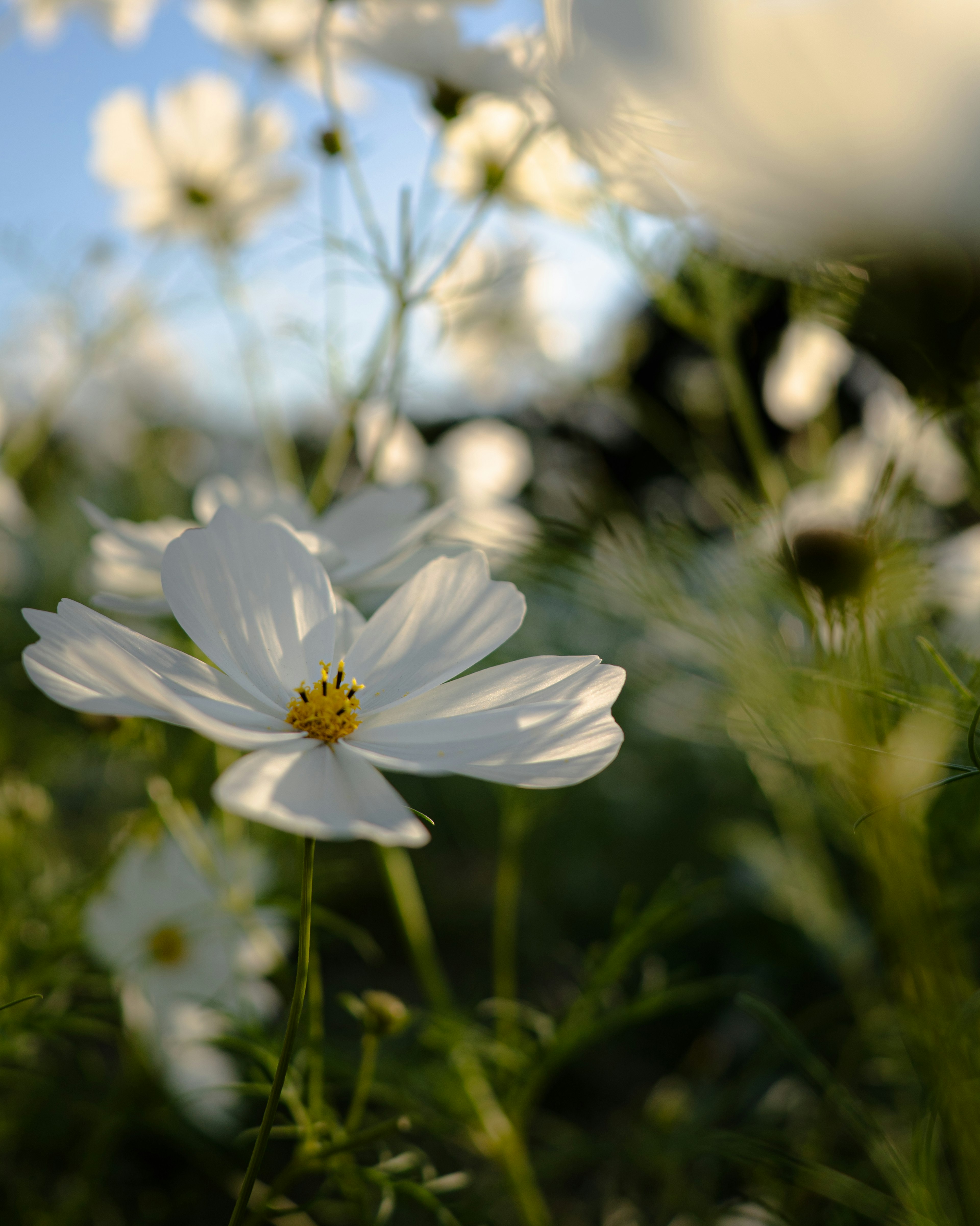 Gros plan sur une fleur de cosmos blanche avec un fond de ciel bleu