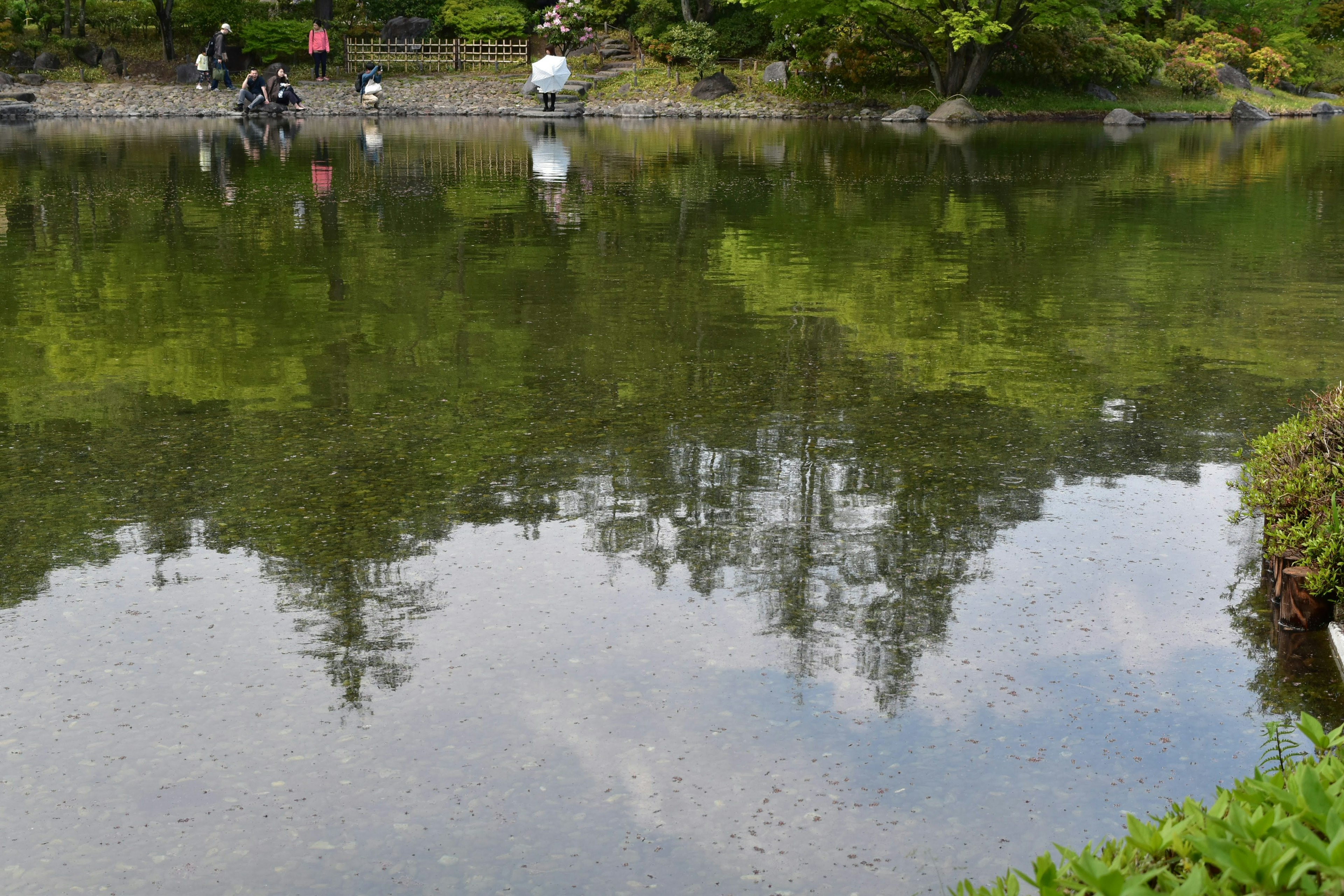 静かな池の水面に映る木々の反射と穏やかな風景