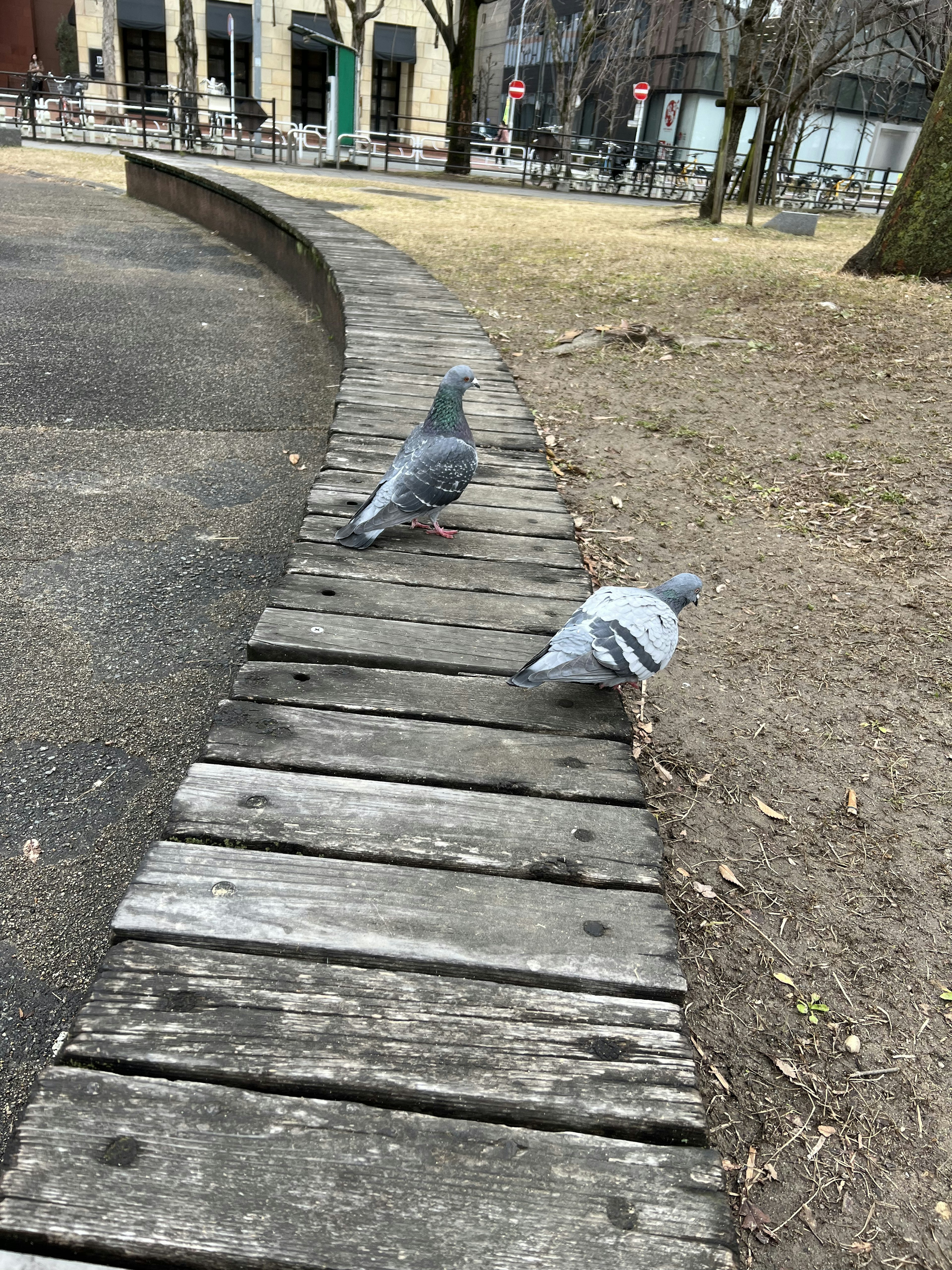 Two pigeons walking on a wooden path in a park