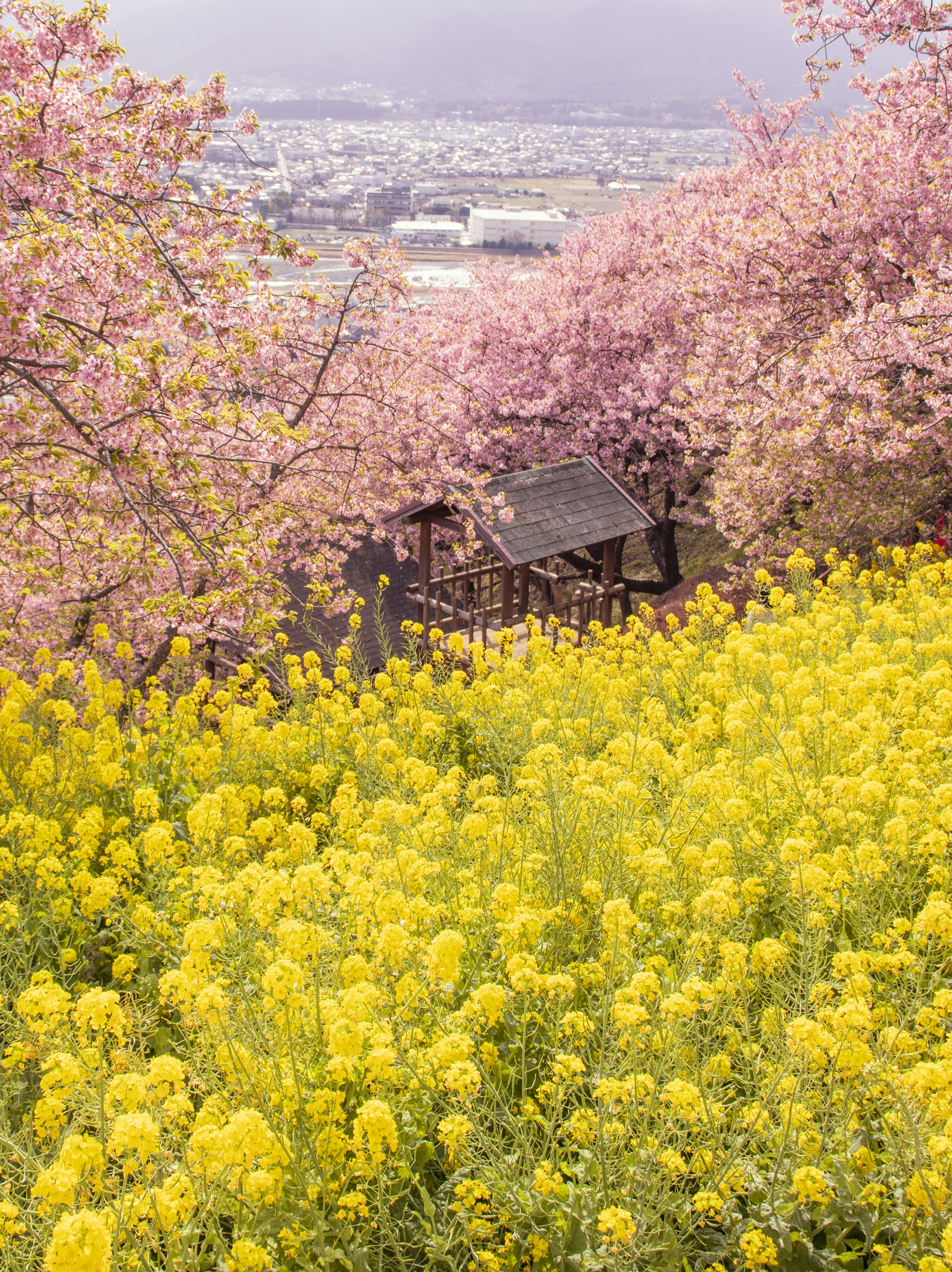 A beautiful landscape featuring yellow rapeseed flowers and cherry blossom trees