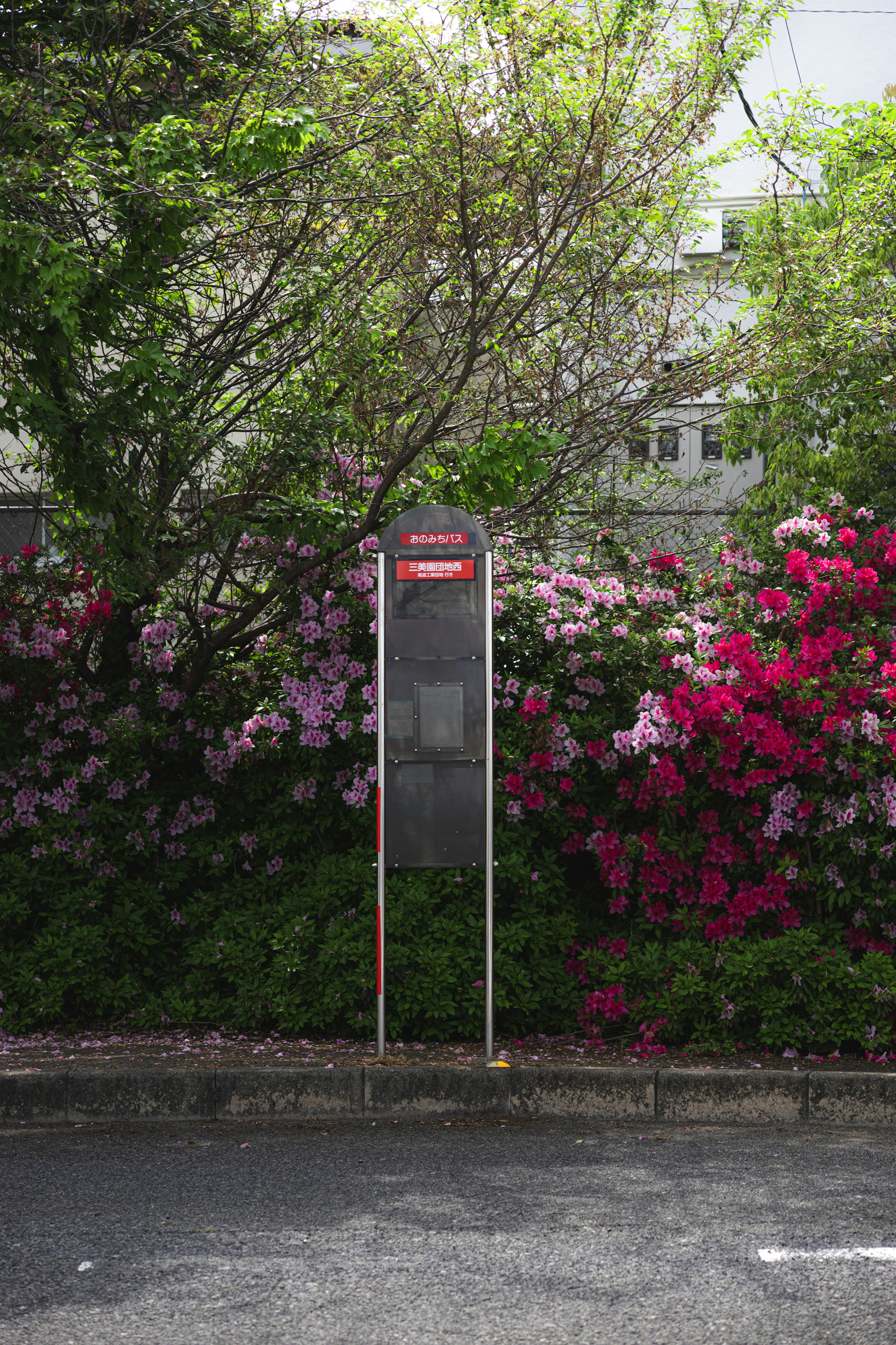 電話ボックスと色とりどりのツツジの花がある風景