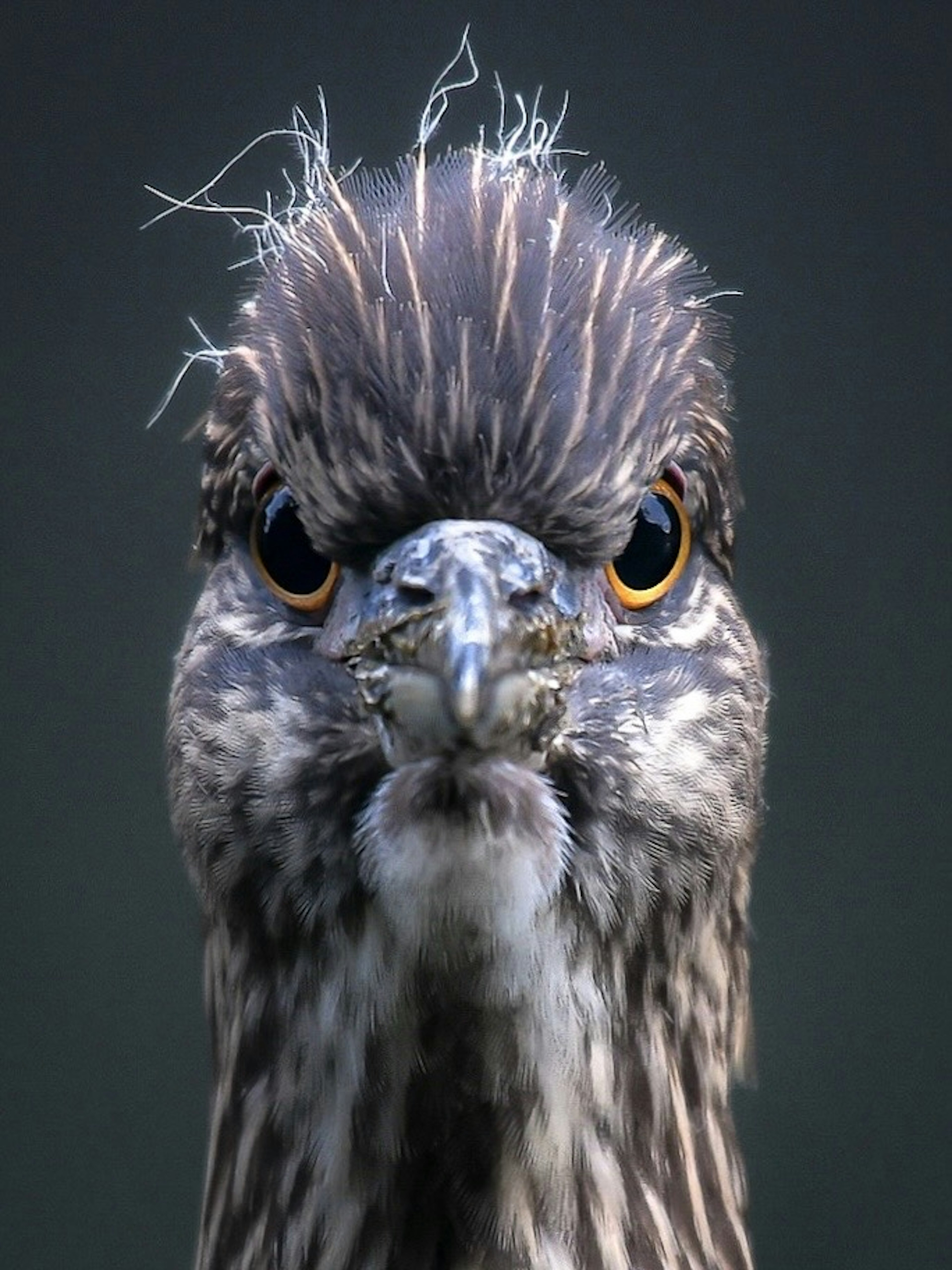 Primer plano de la cara de un pájaro mostrando plumas distintivas y ojos afilados